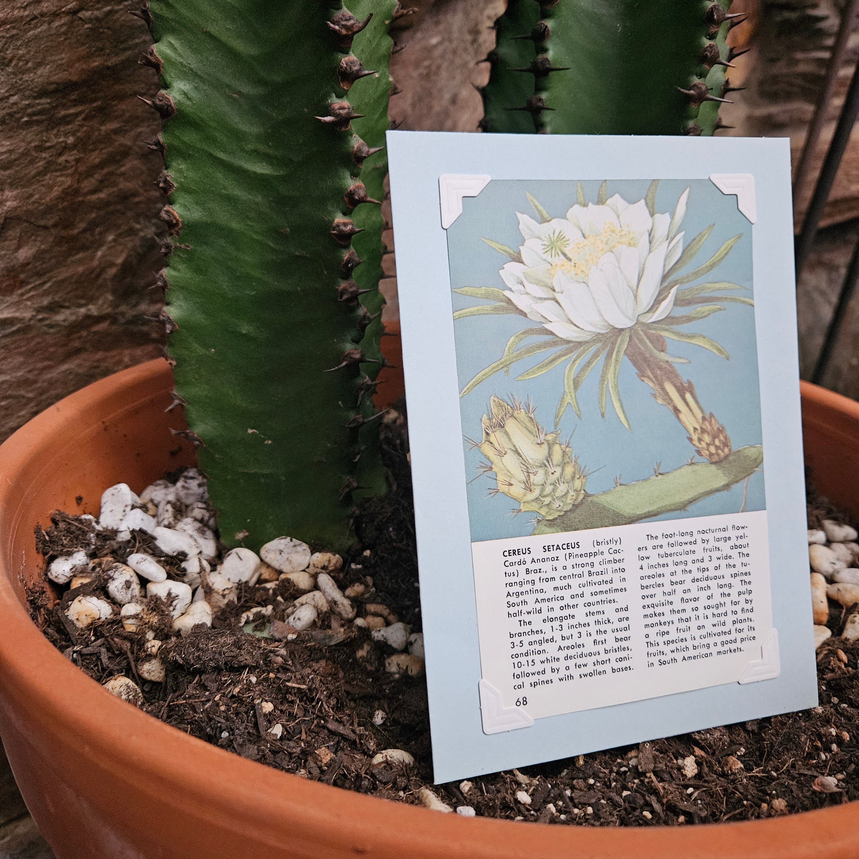 Beautifully Hand Crafted Custom Created Greeting Card Series by Diane Stegman "Pineapple Cactus"