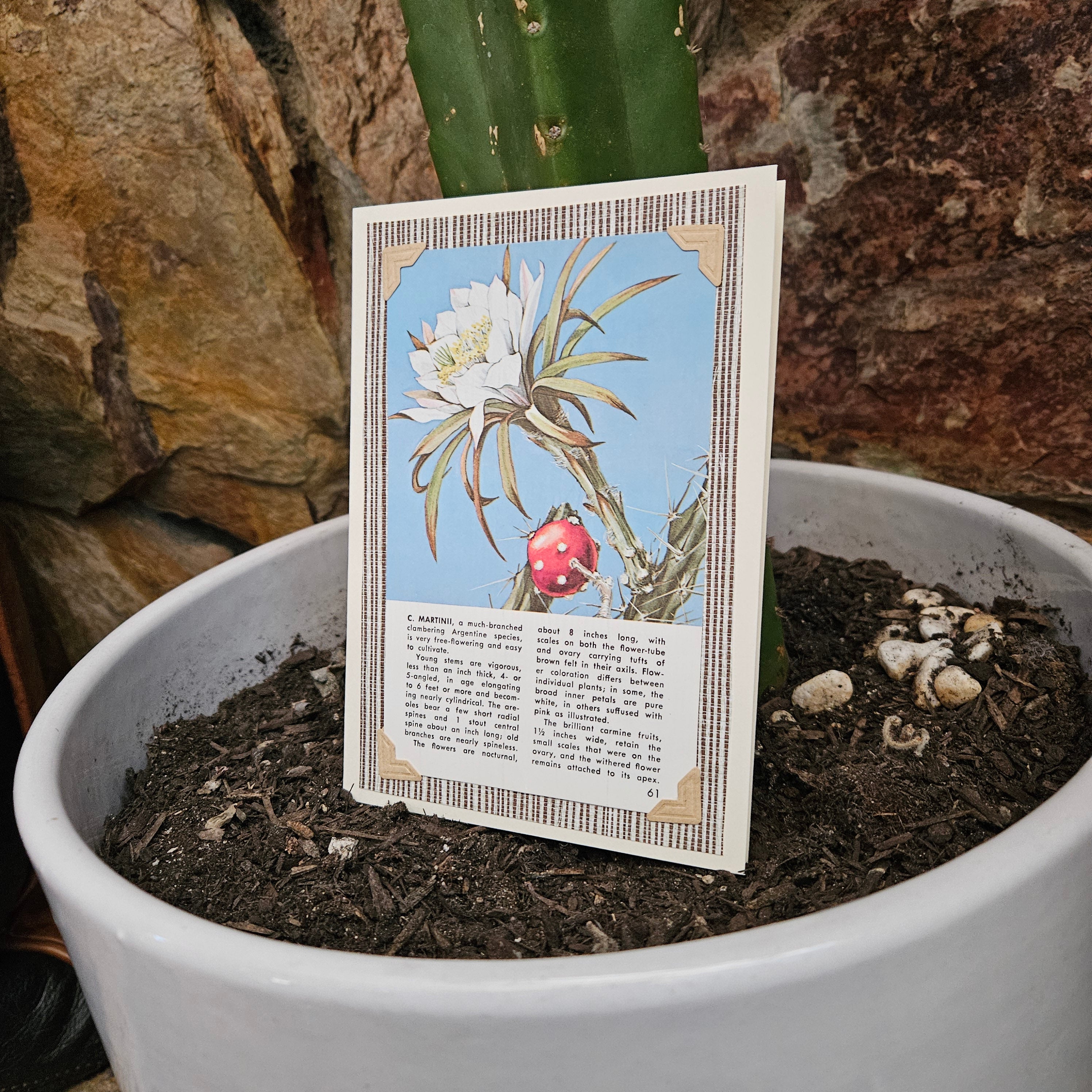 Beautifully Hand Crafted Custom Created Greeting Card Series by Diane Stegman "C. Martinii Flowering Cactus"