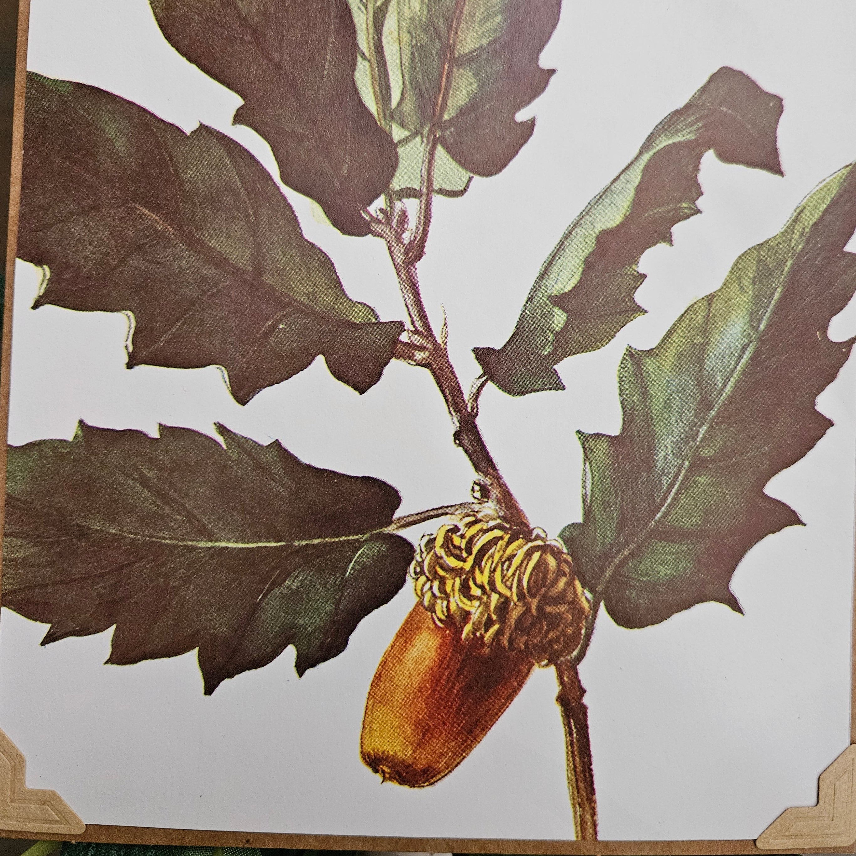 Greeting Card with Envelope "Chinkapin Oak" by Diane Stegman
