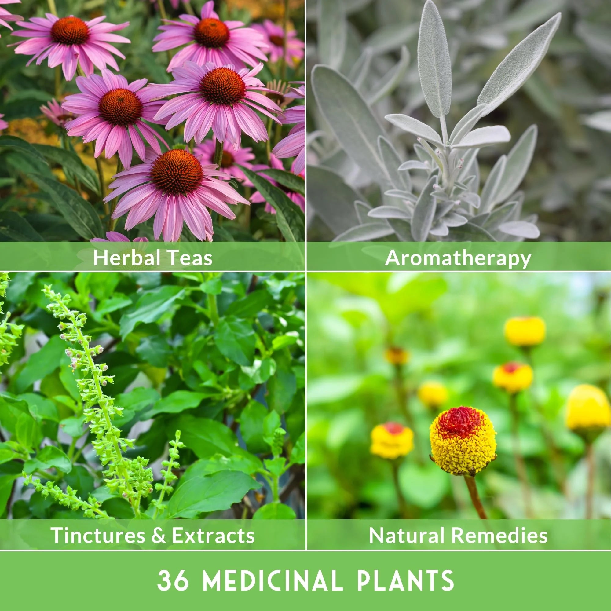Survival Garden Seeds Ultimate Medicinal Herb Collection