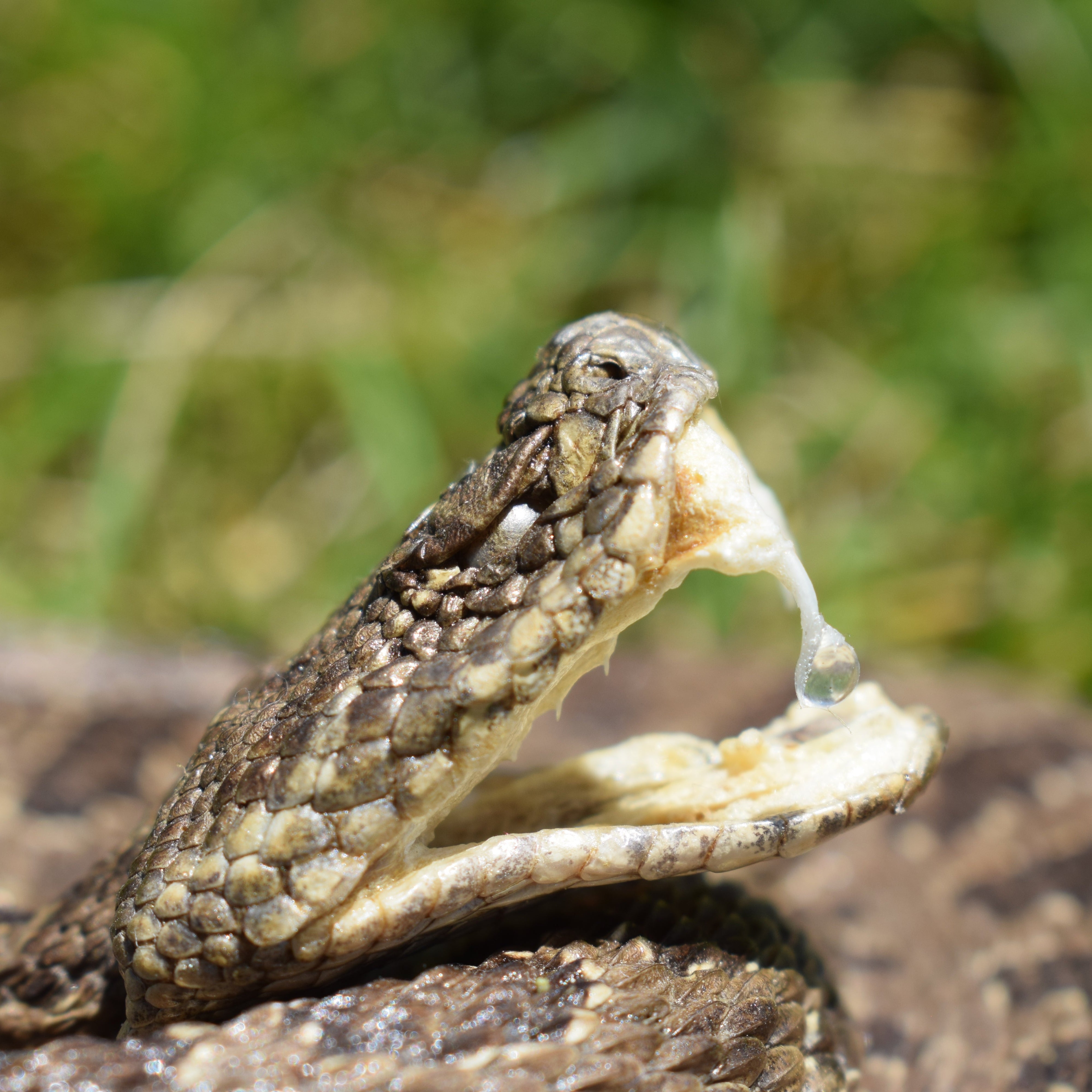 Vintage Medium Prairie Rattlesnake Open Mouth Low Coiled