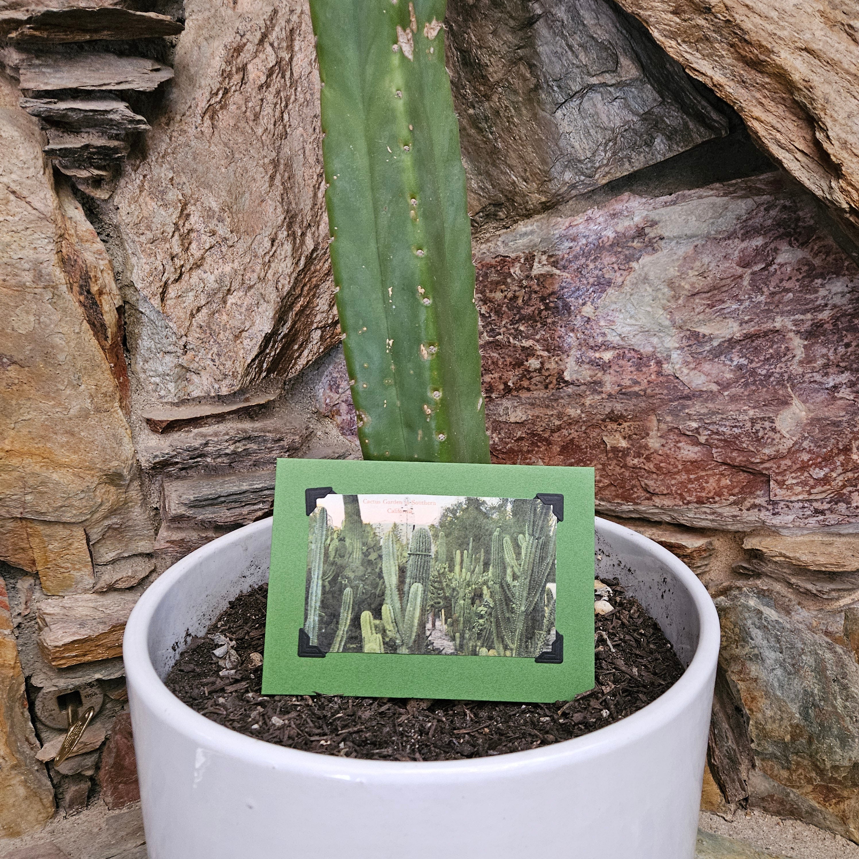 Beautifully Hand Crafted Custom Created Greeting Card Series by Diane Stegman "Cactus Garden in Southern California"