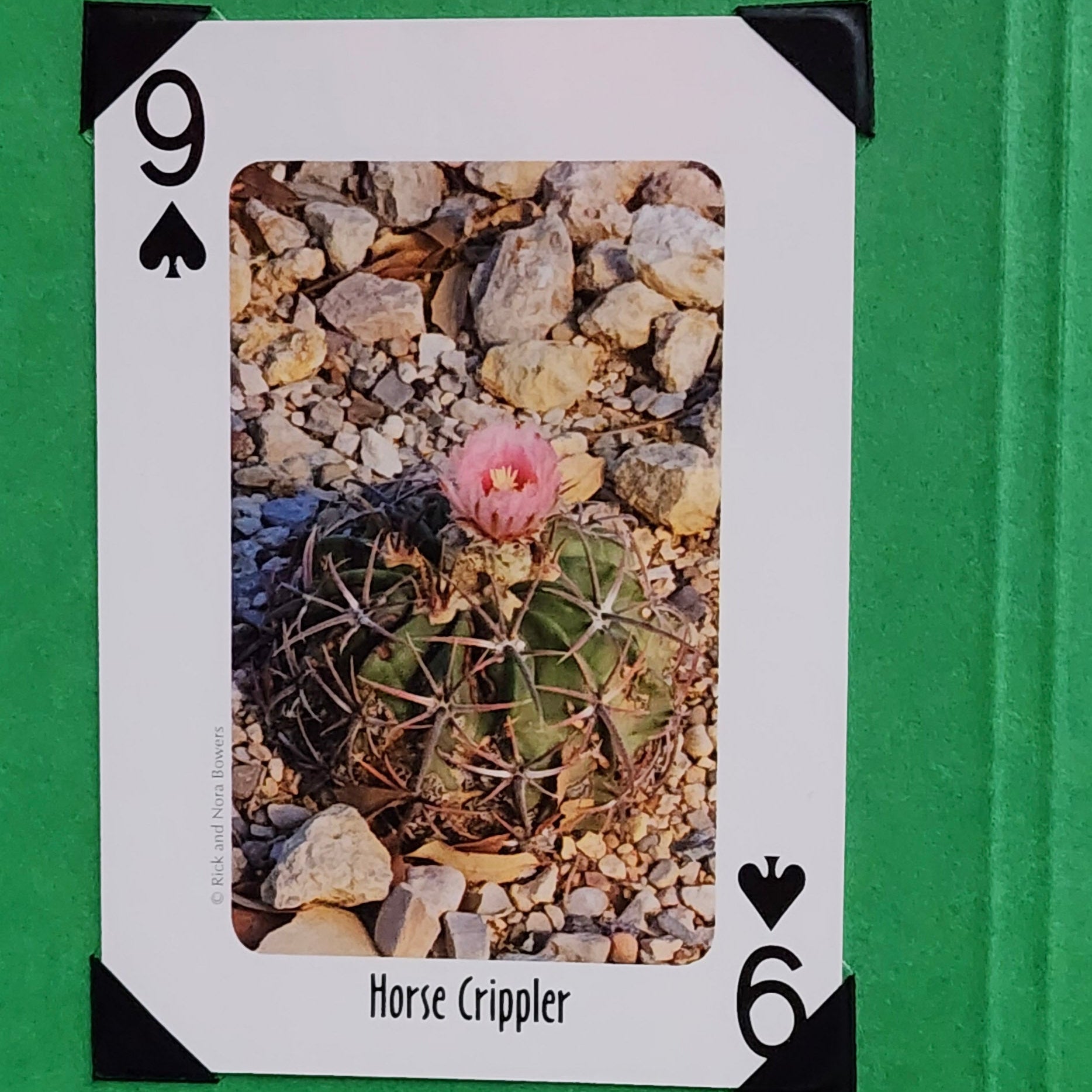 Beautifully Hand Crafted Custom Created Greeting Card Series by Diane Stegman "Horse Crippler Cactus"