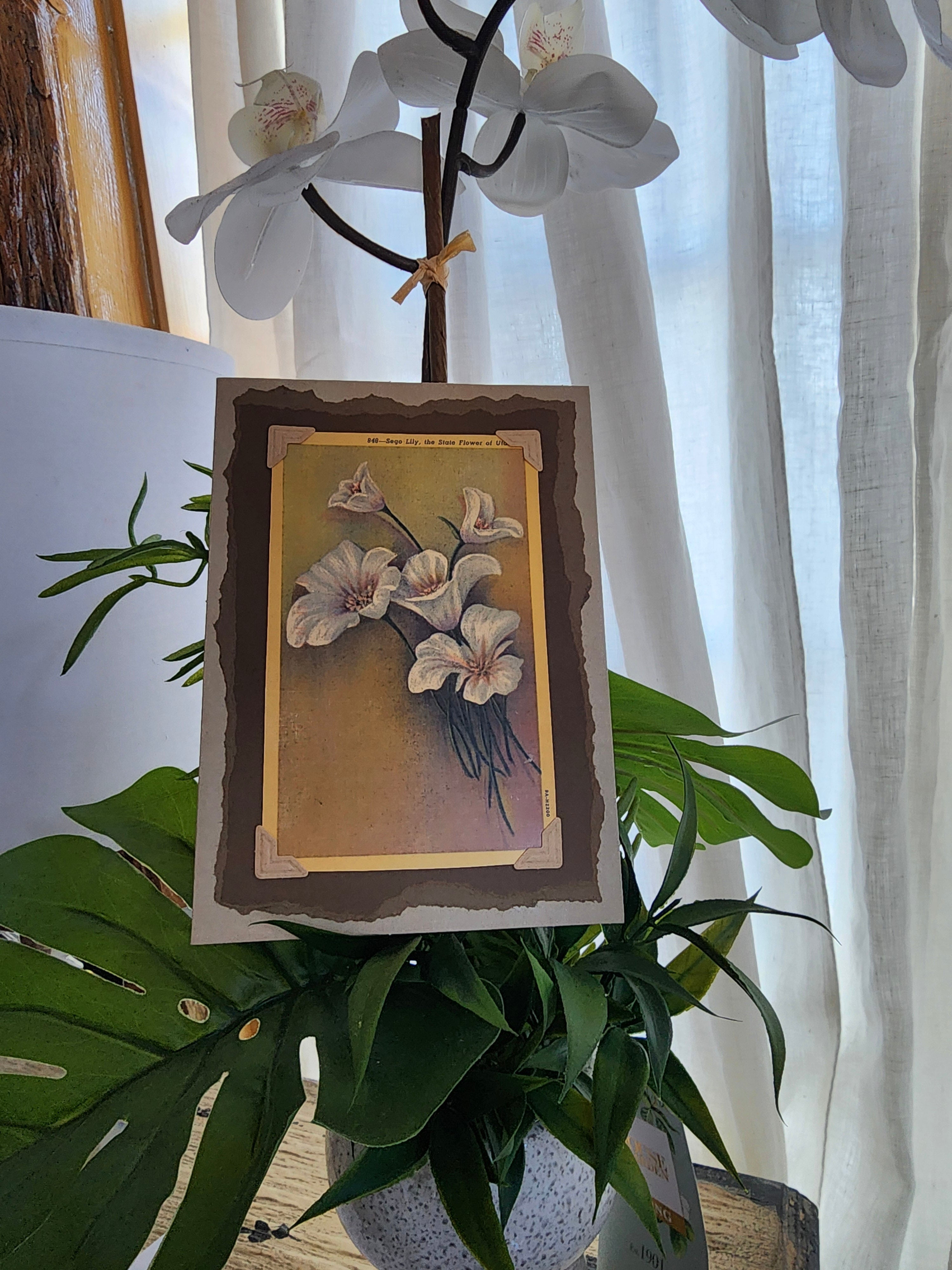 Beautifully Hand Crafted Custom Created Greeting Card Series by Diane Stegman "Sego Lily"