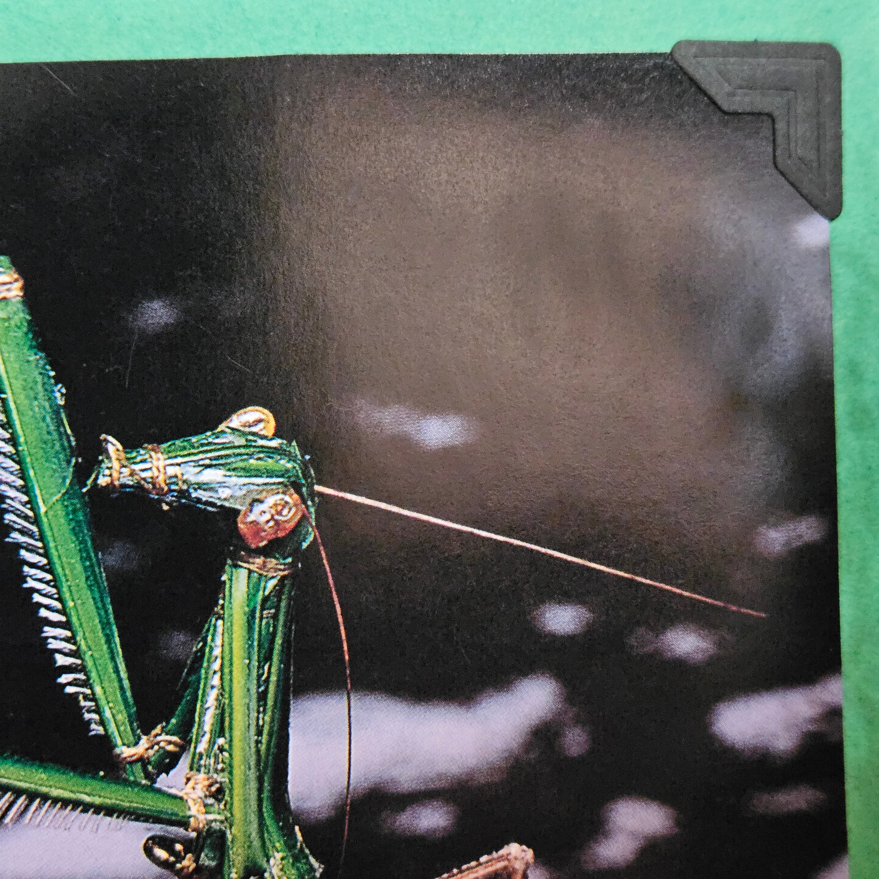 Beautifully Hand Crafted Custom Created Greeting Card Series by Diane Stegman"Praying Mantis"