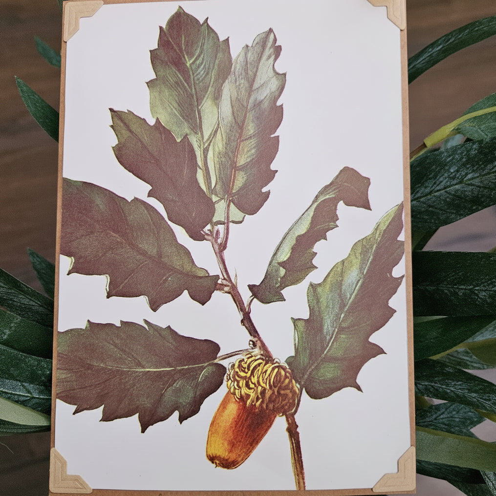Greeting Card with Envelope "Chinkapin Oak" by Diane Stegman