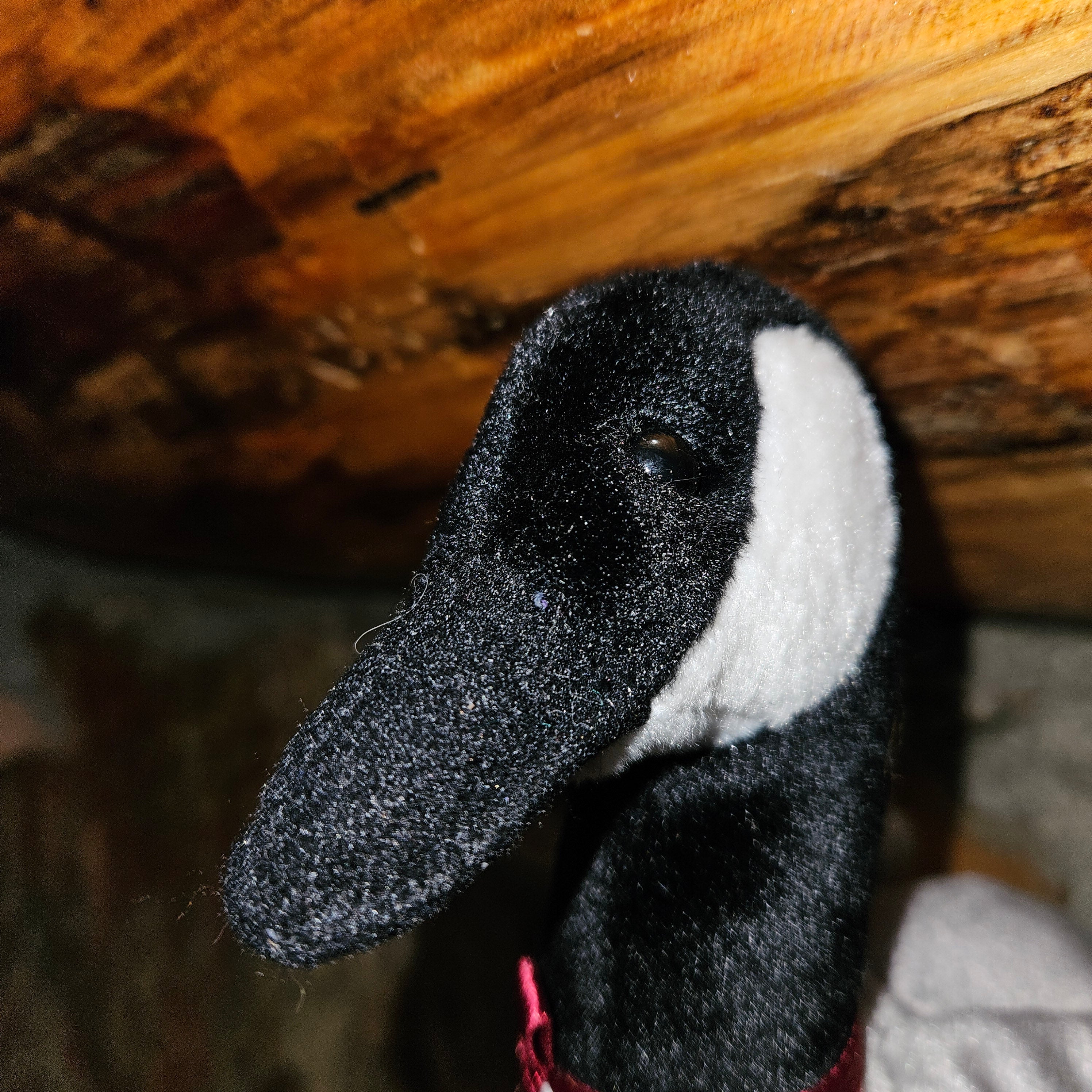 Ty Beanie Babies "Loosy the Goose"