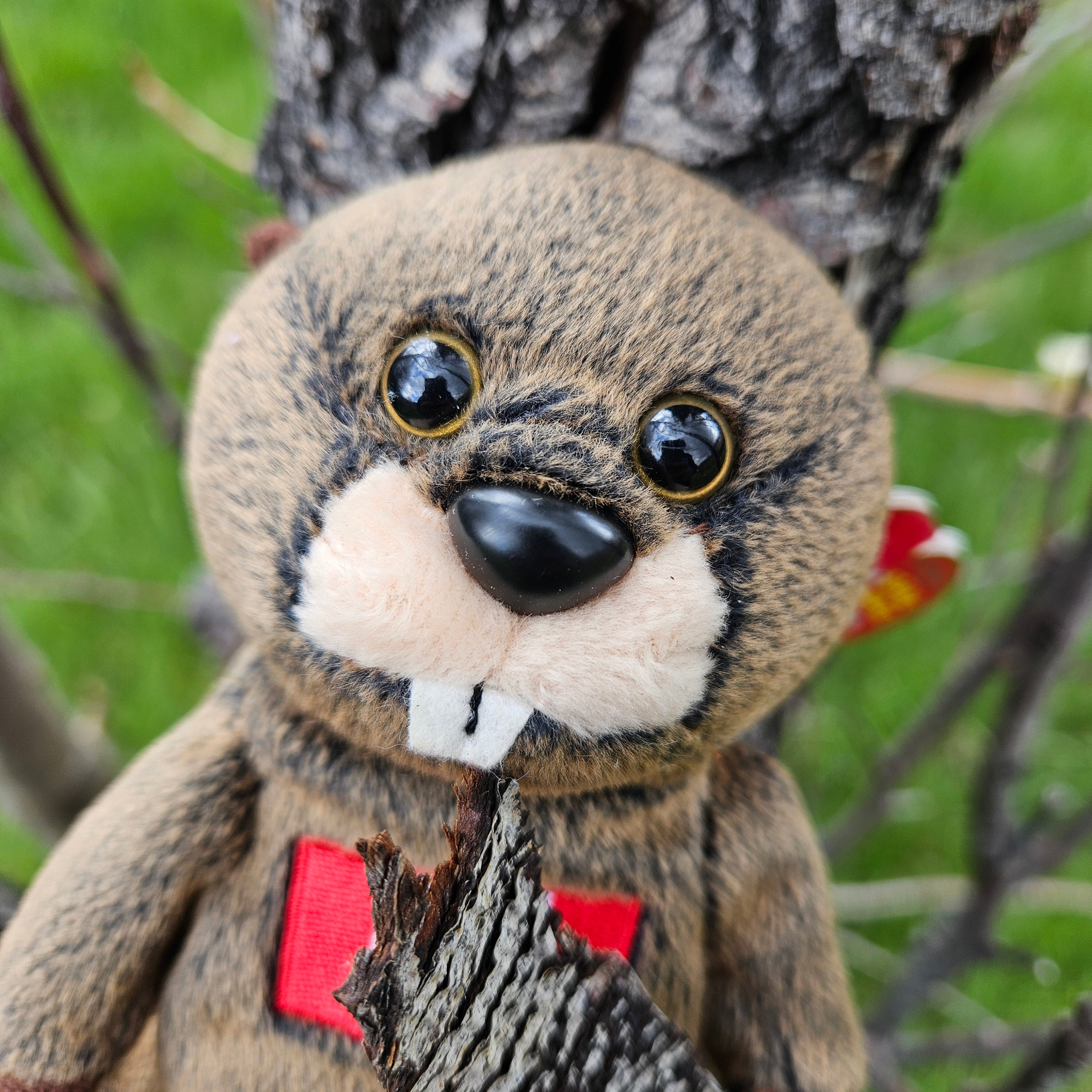 Ty Beanie Babies "Timbers the Beaver"
