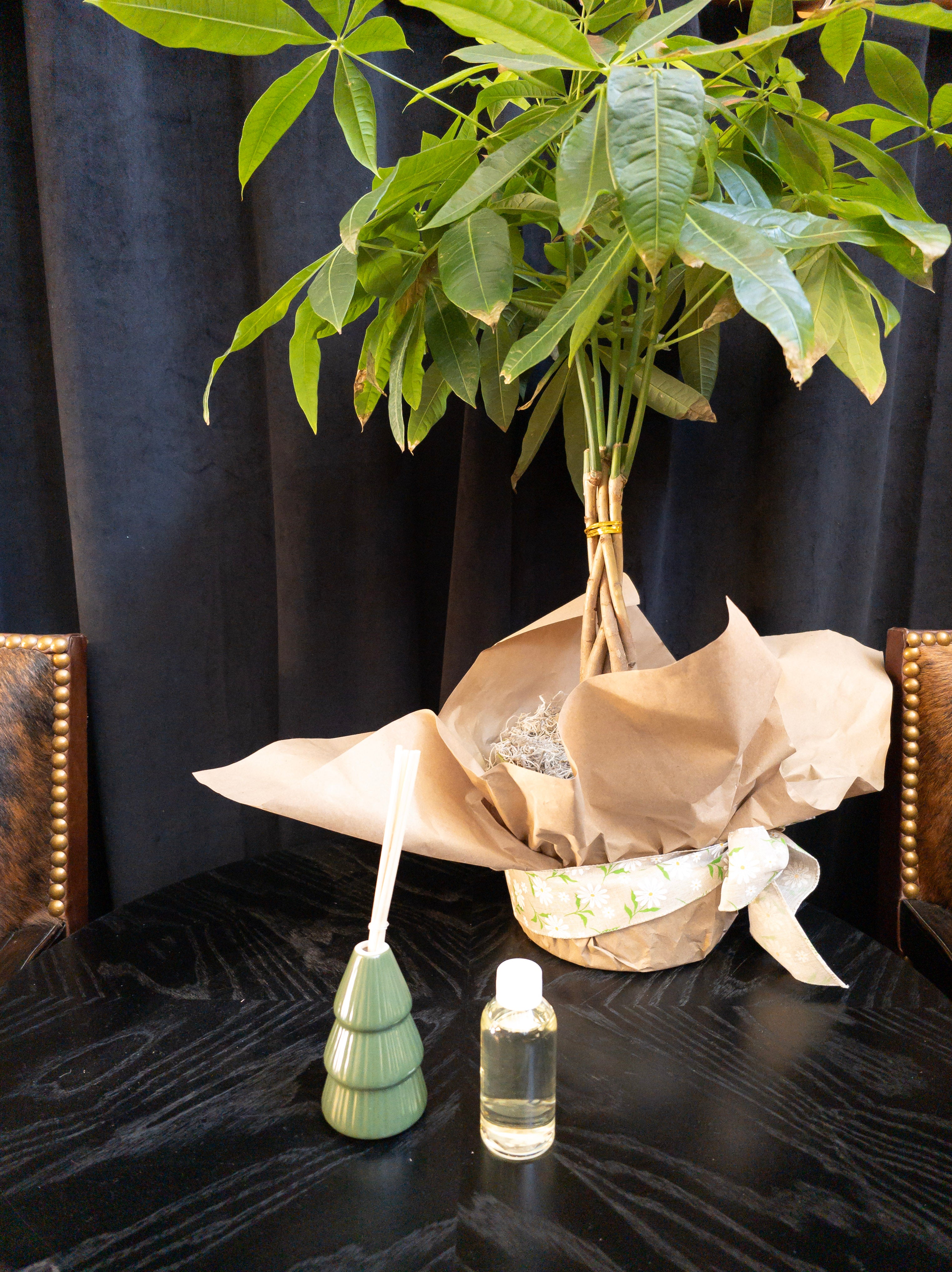Sand + Fog Blu Eucalyptus & Fir Scented Reed Diffuser