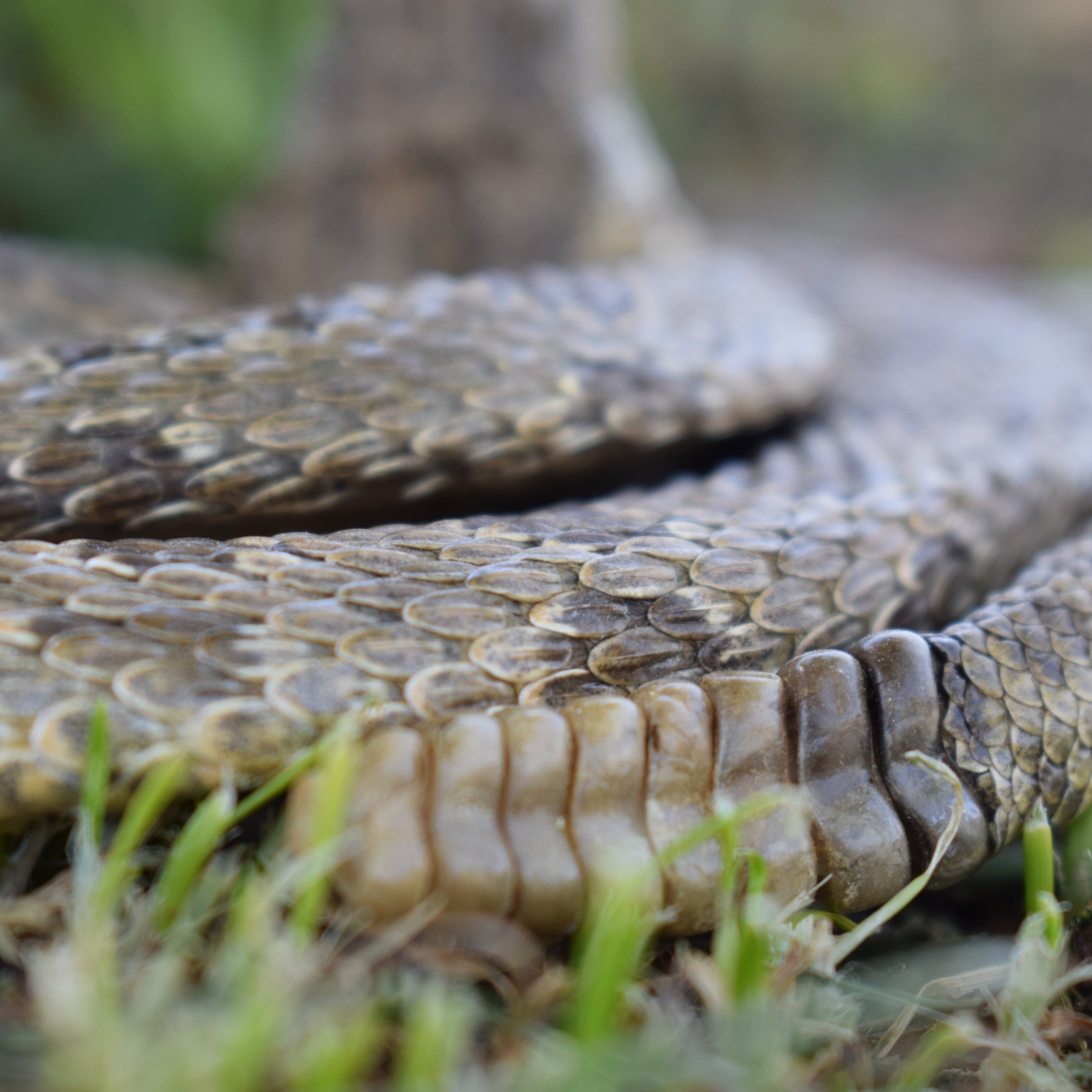 Vintage Medium Prairie Rattlesnake Open Mouth Low Coiled