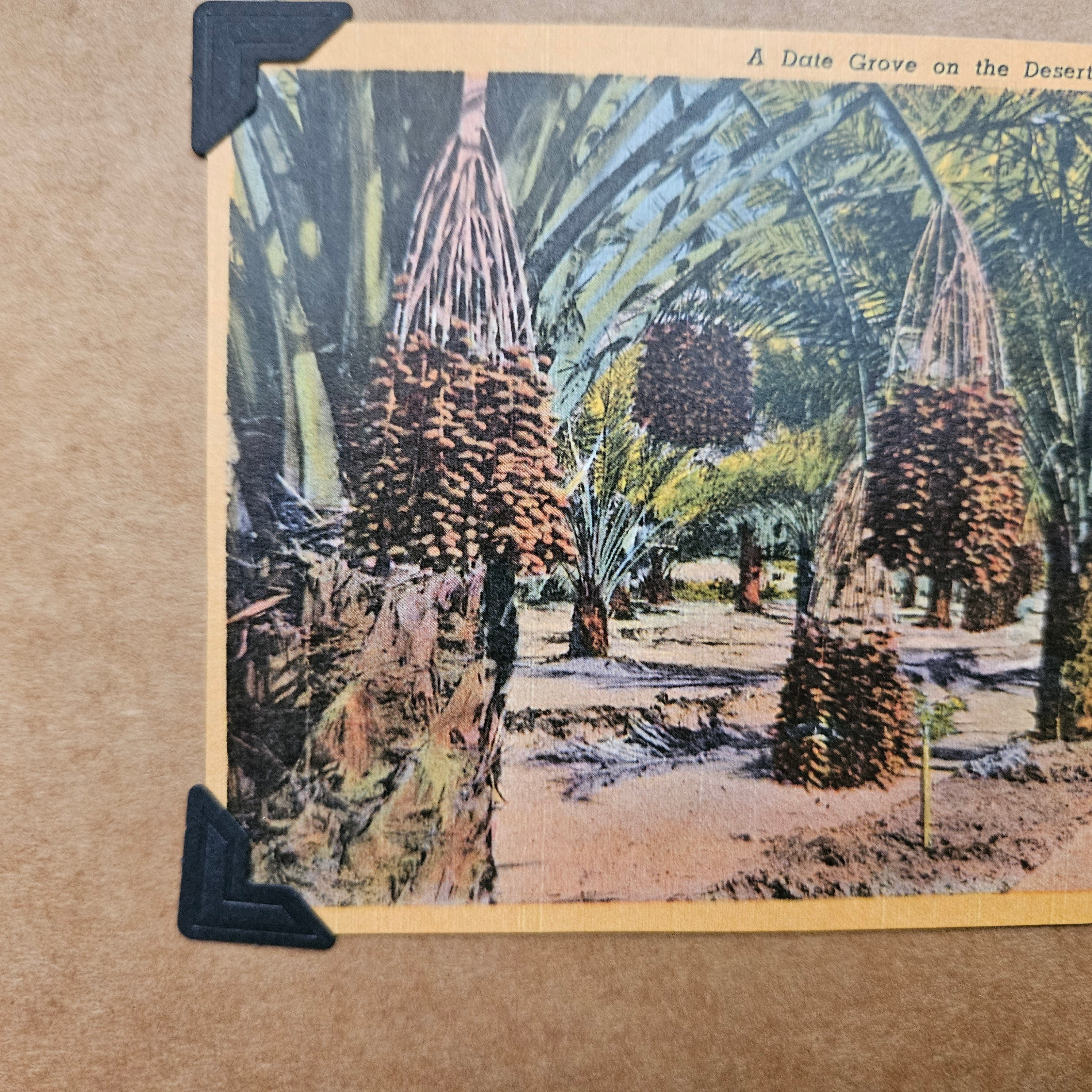 Beautifully Hand Crafted Custom Created Greeting Card Series by Diane Stegman "A Date Grove in the Desert "
