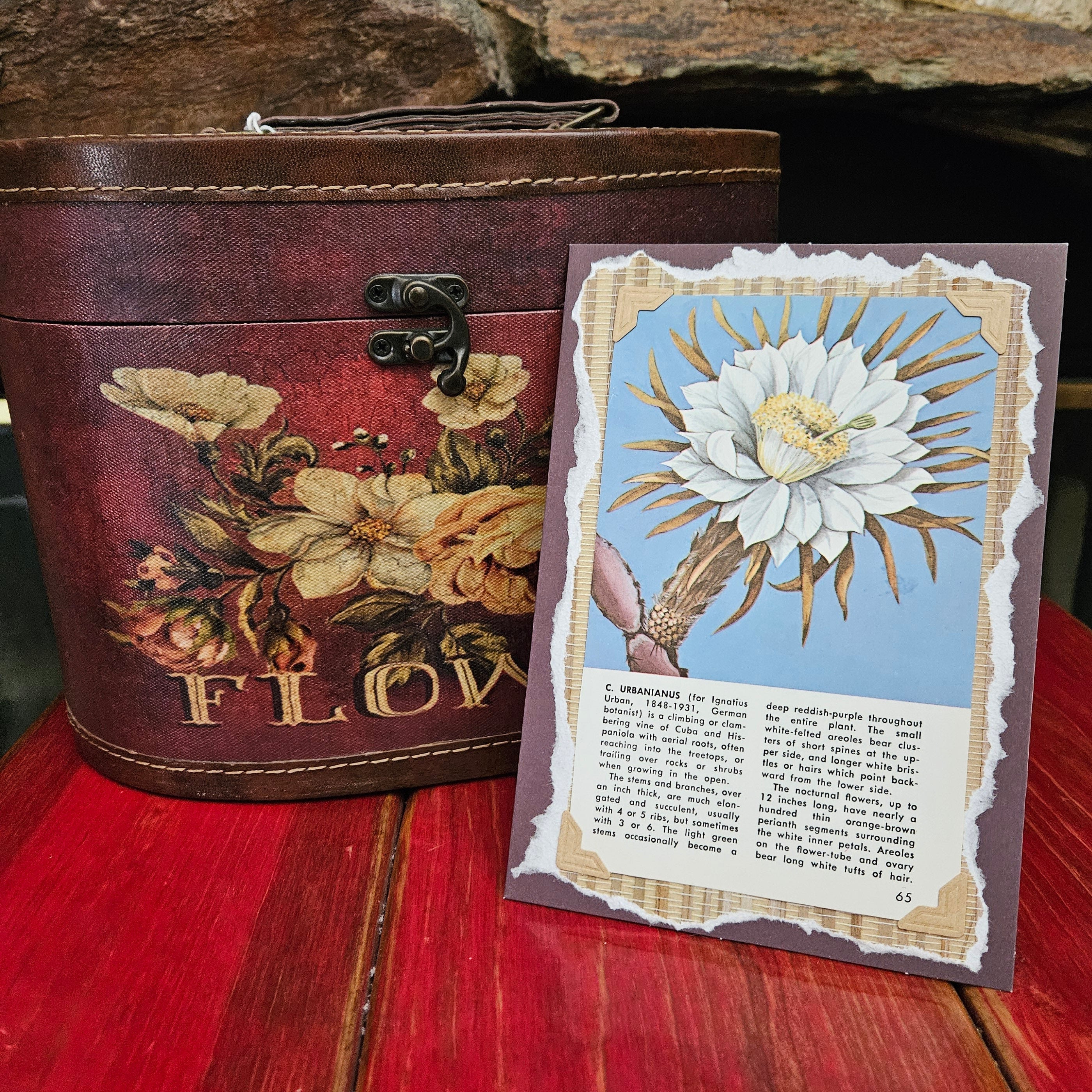 Beautifully Hand Crafted Custom Created Greeting Card Series by Diane Stegman "C. Urbanianus Cactus"