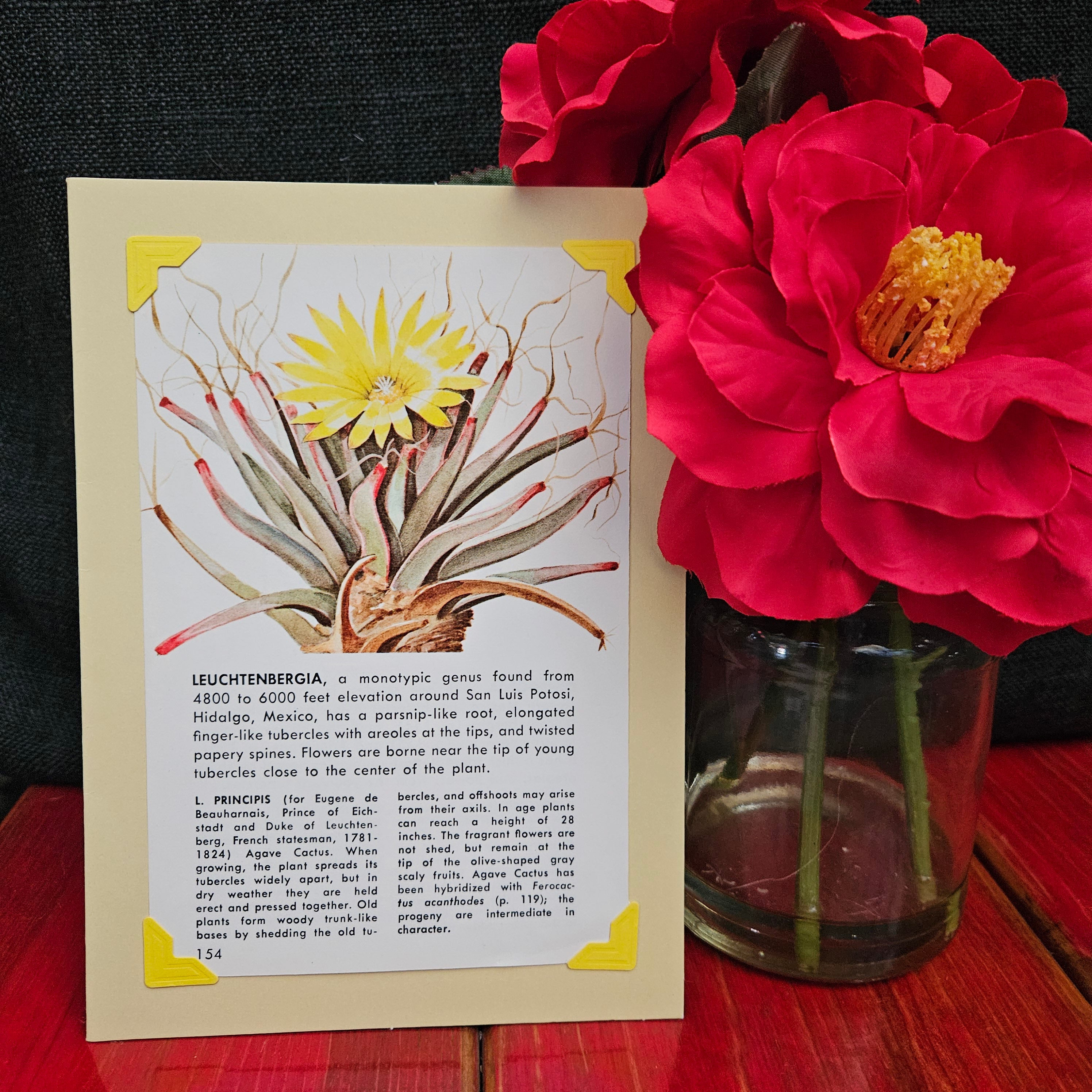 Beautifully Hand Crafted Custom Created Greeting Card Series by Diane Stegman "Flowering Aloe"