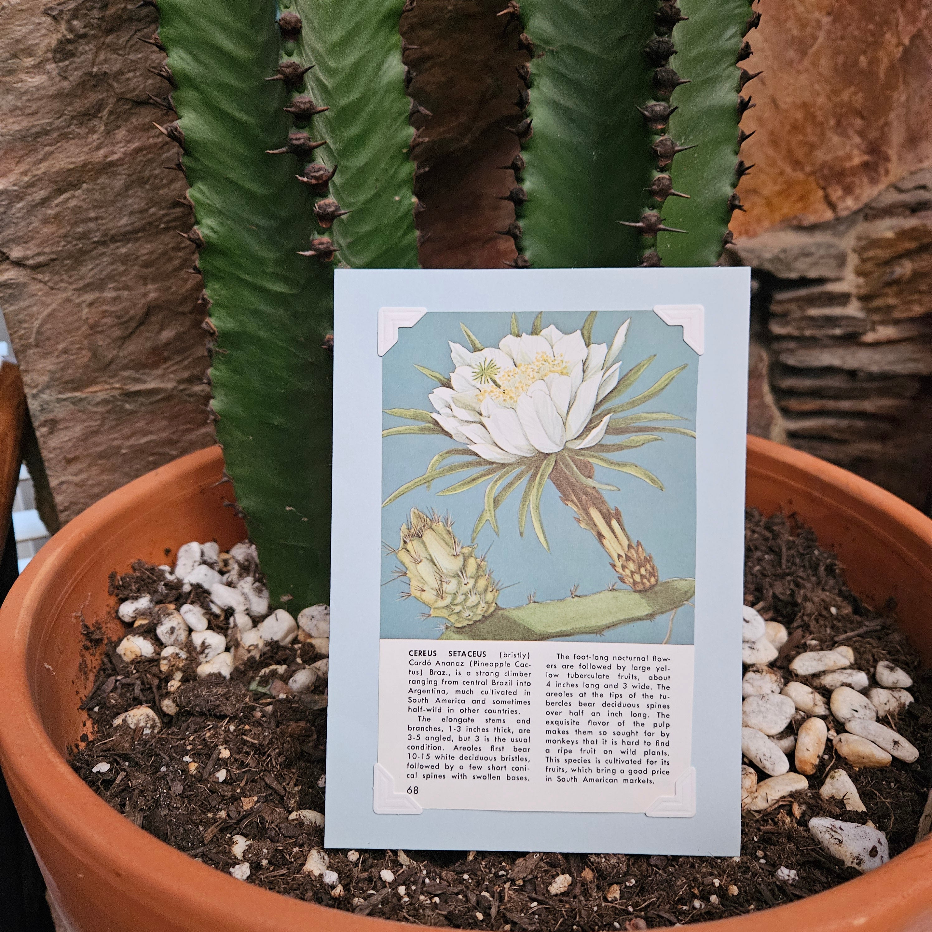 Beautifully Hand Crafted Custom Created Greeting Card Series by Diane Stegman "Pineapple Cactus"