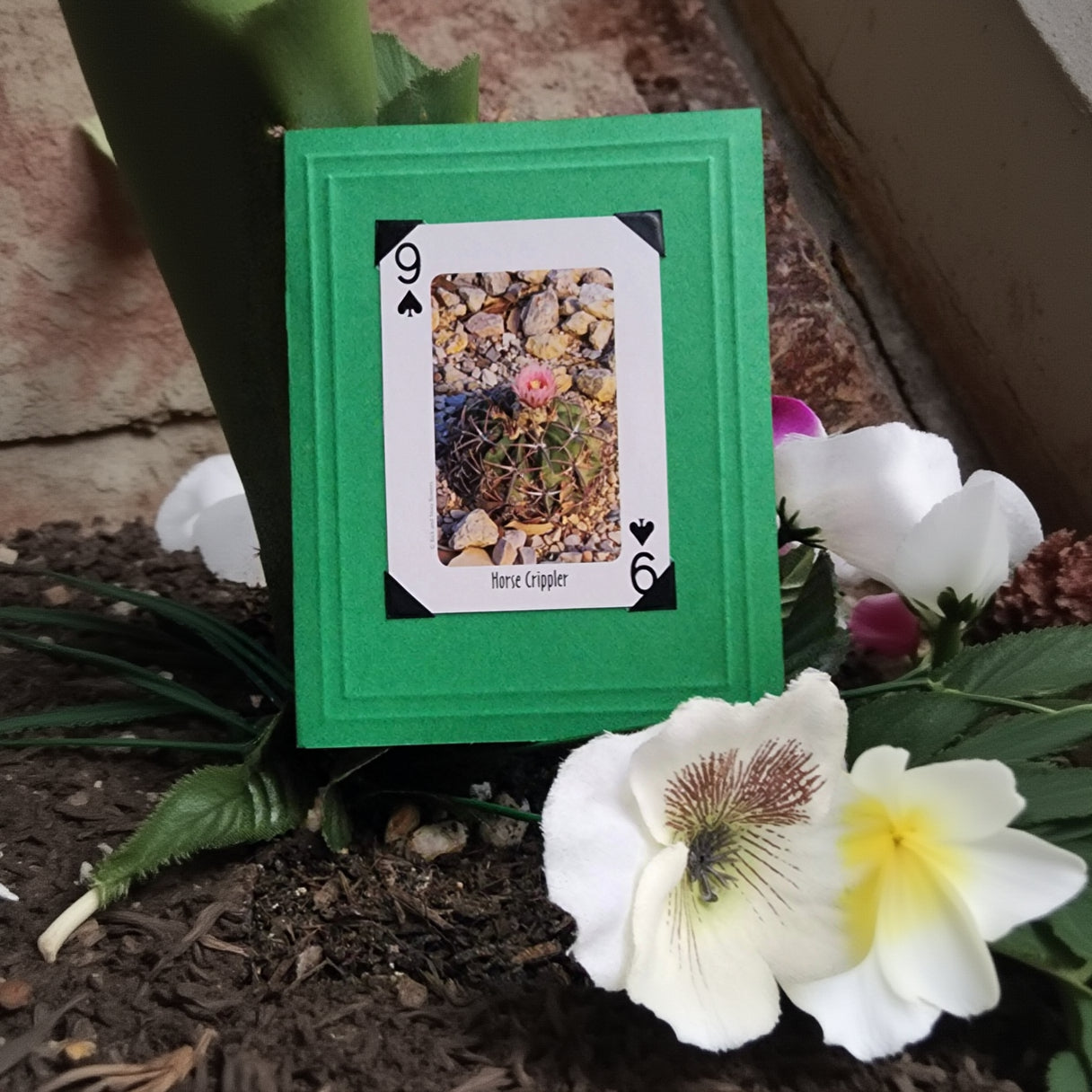 Beautifully Hand Crafted Custom Created Greeting Card Series by Diane Stegman "Horse Crippler Cactus"