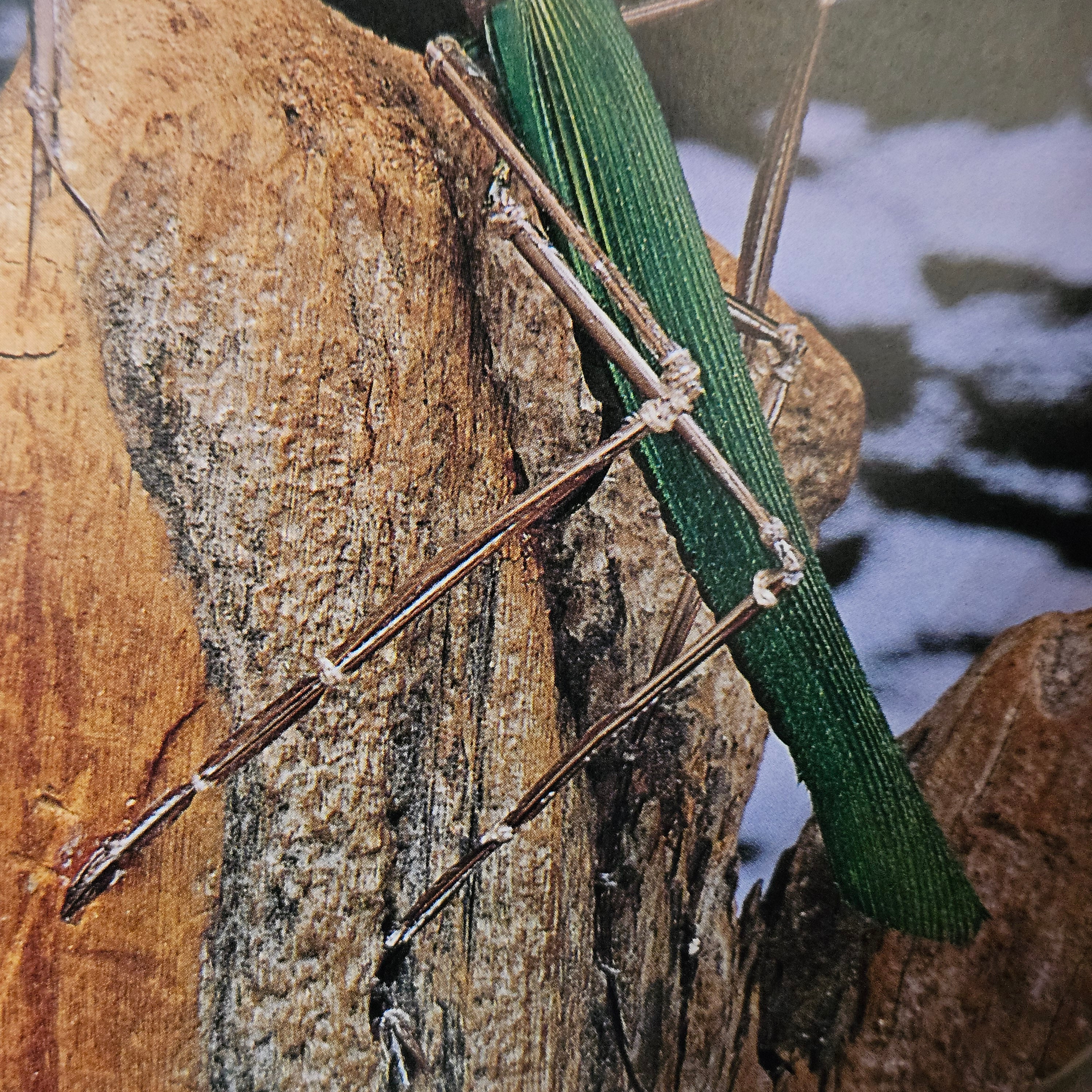 Beautifully Hand Crafted Custom Created Greeting Card Series by Diane Stegman"Praying Mantis"