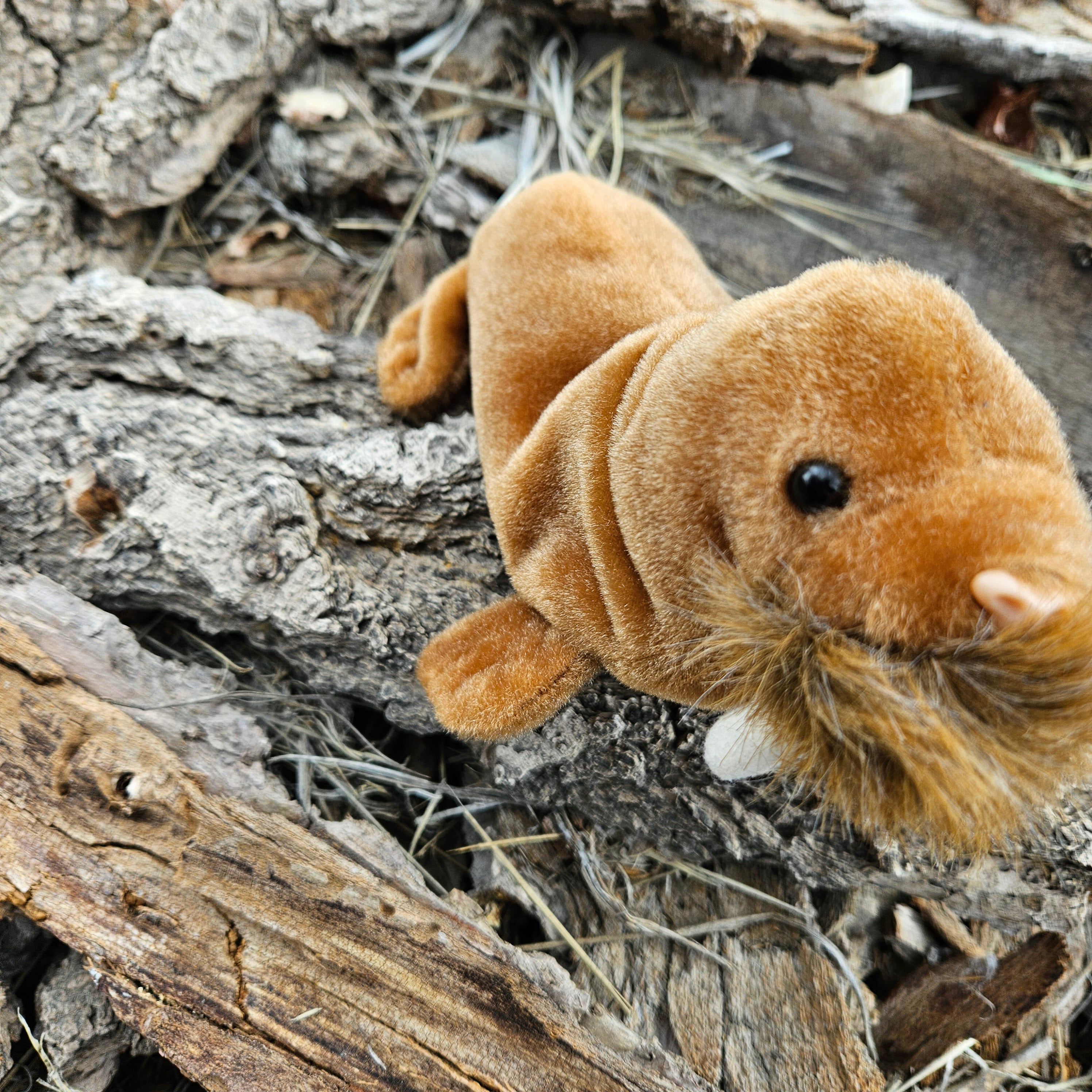 Ty Beanie Babies "Paul the Walrus"