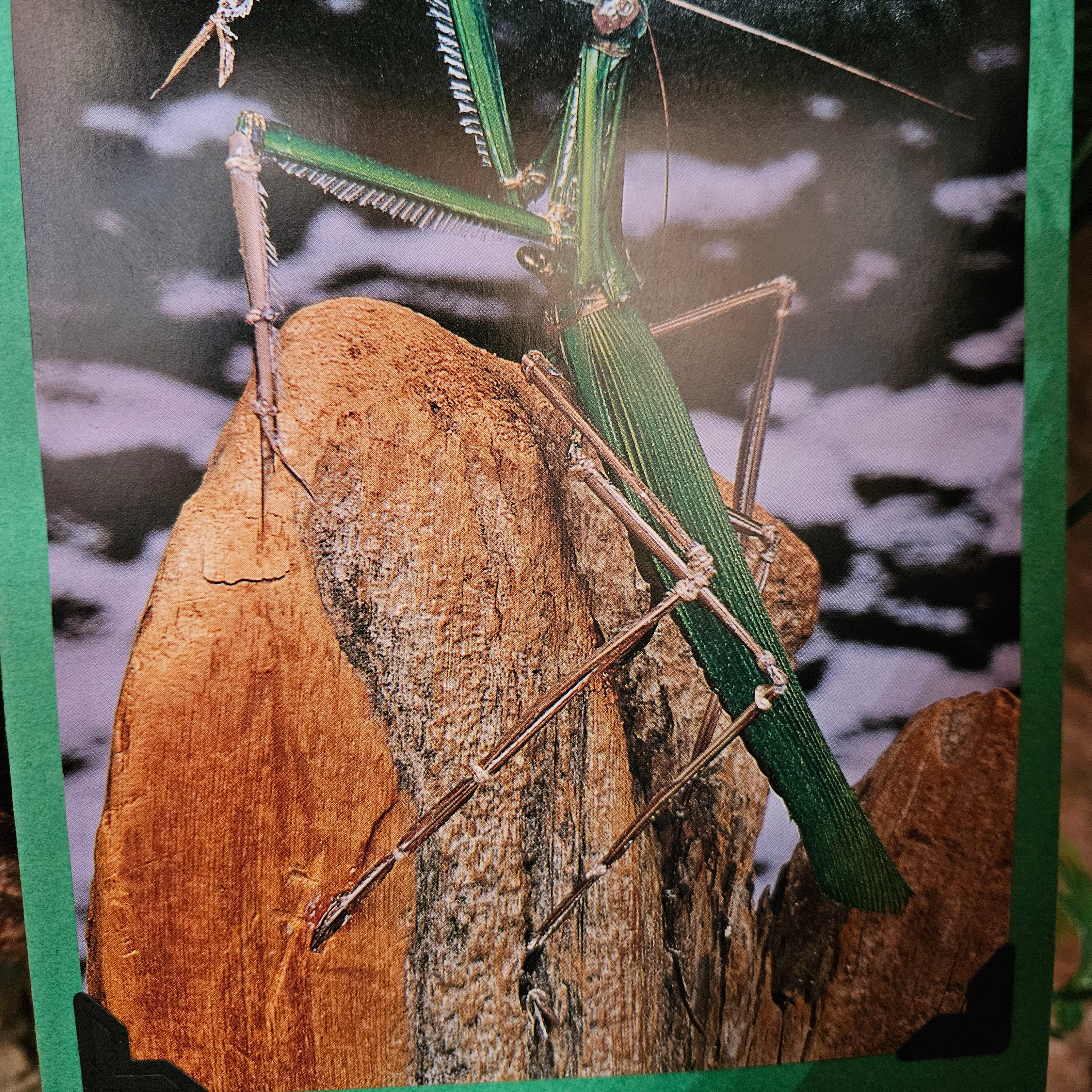 Beautifully Hand Crafted Custom Created Greeting Card Series by Diane Stegman"Praying Mantis"