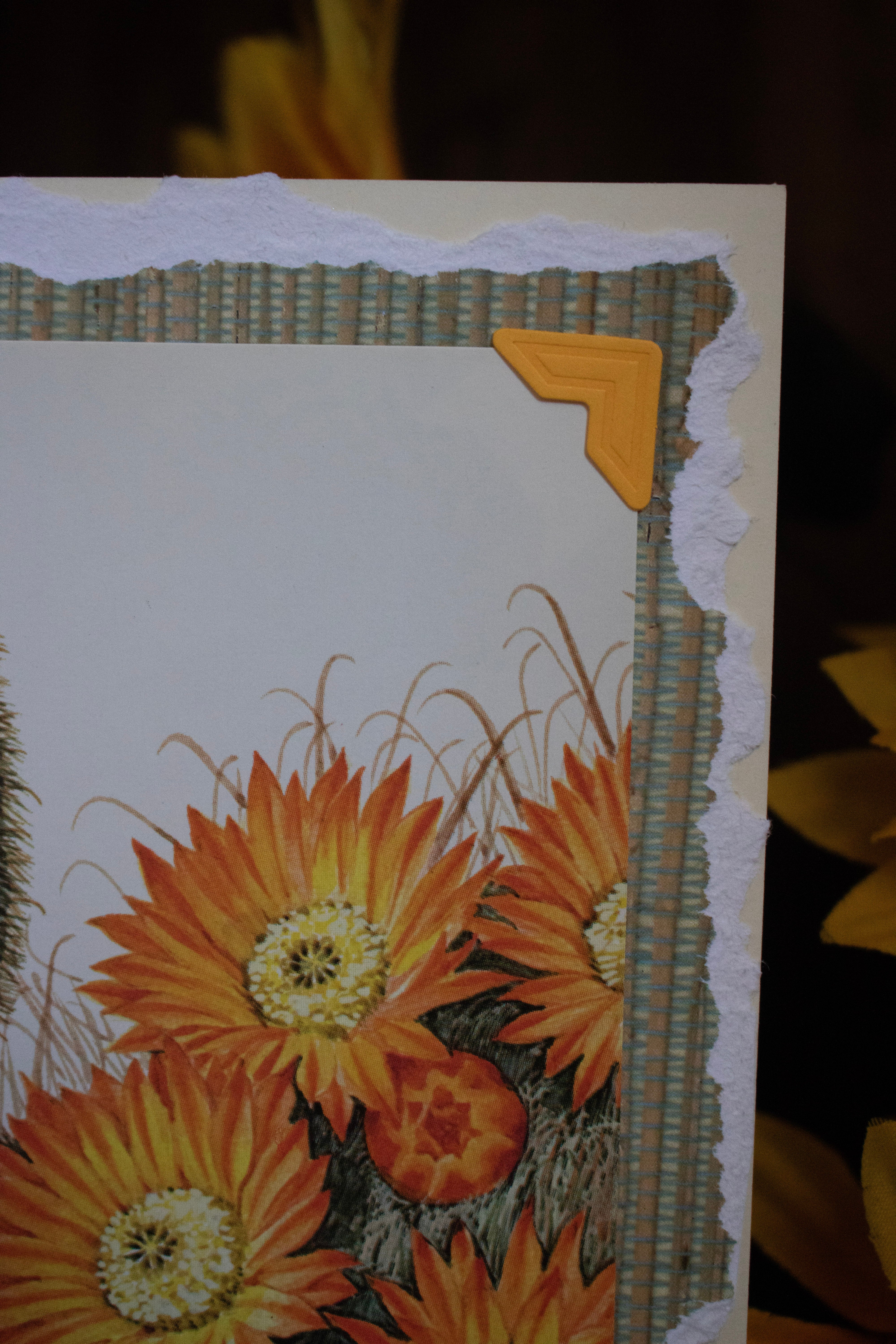 Beautifully Hand Crafted Custom Created Greeting Card Series by Diane Stegman "Barrel Cacti"