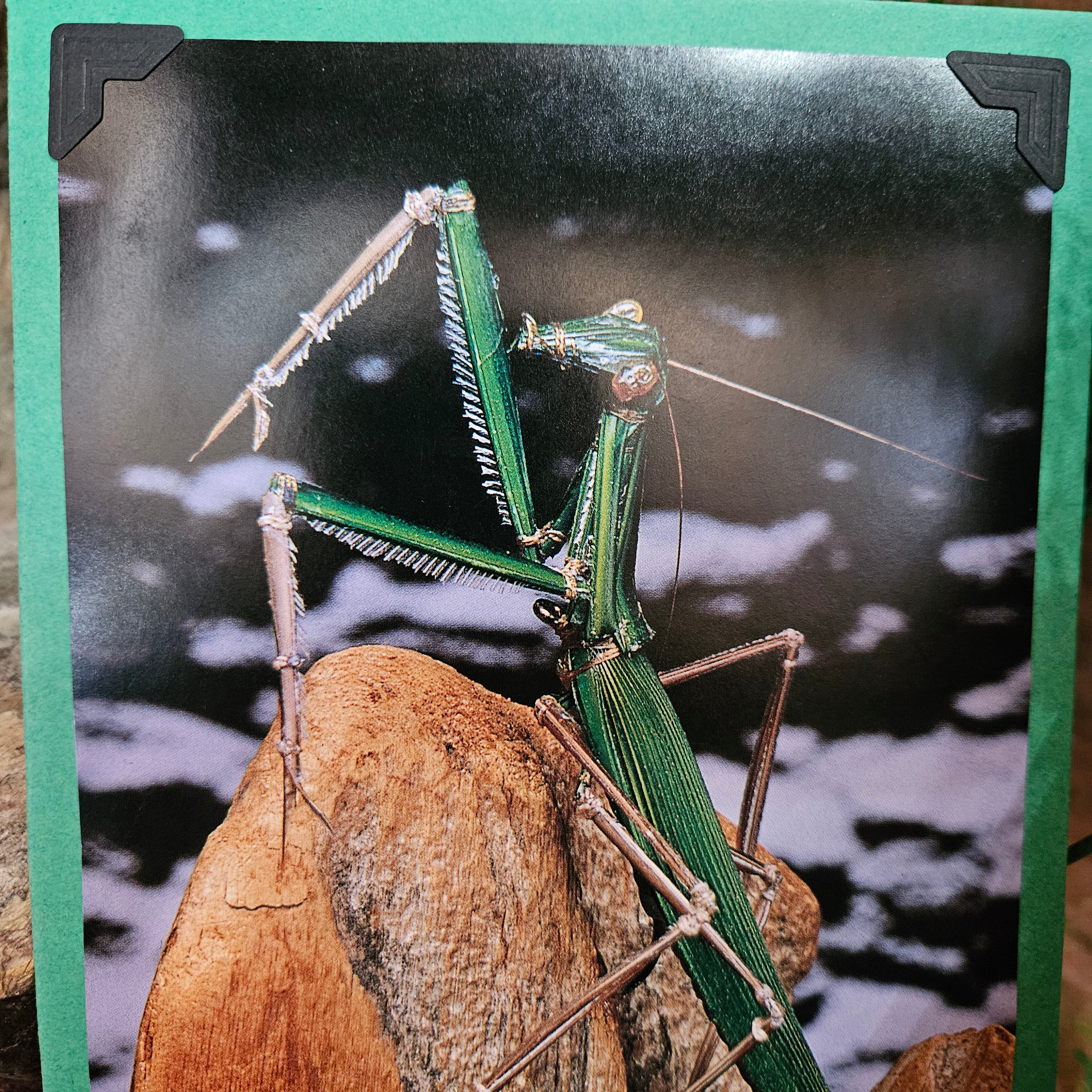 Beautifully Hand Crafted Custom Created Greeting Card Series by Diane Stegman"Praying Mantis"