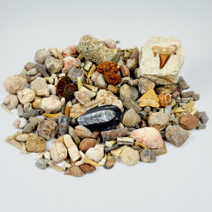 Dancing Bear Fossil Sorting Activity Kit