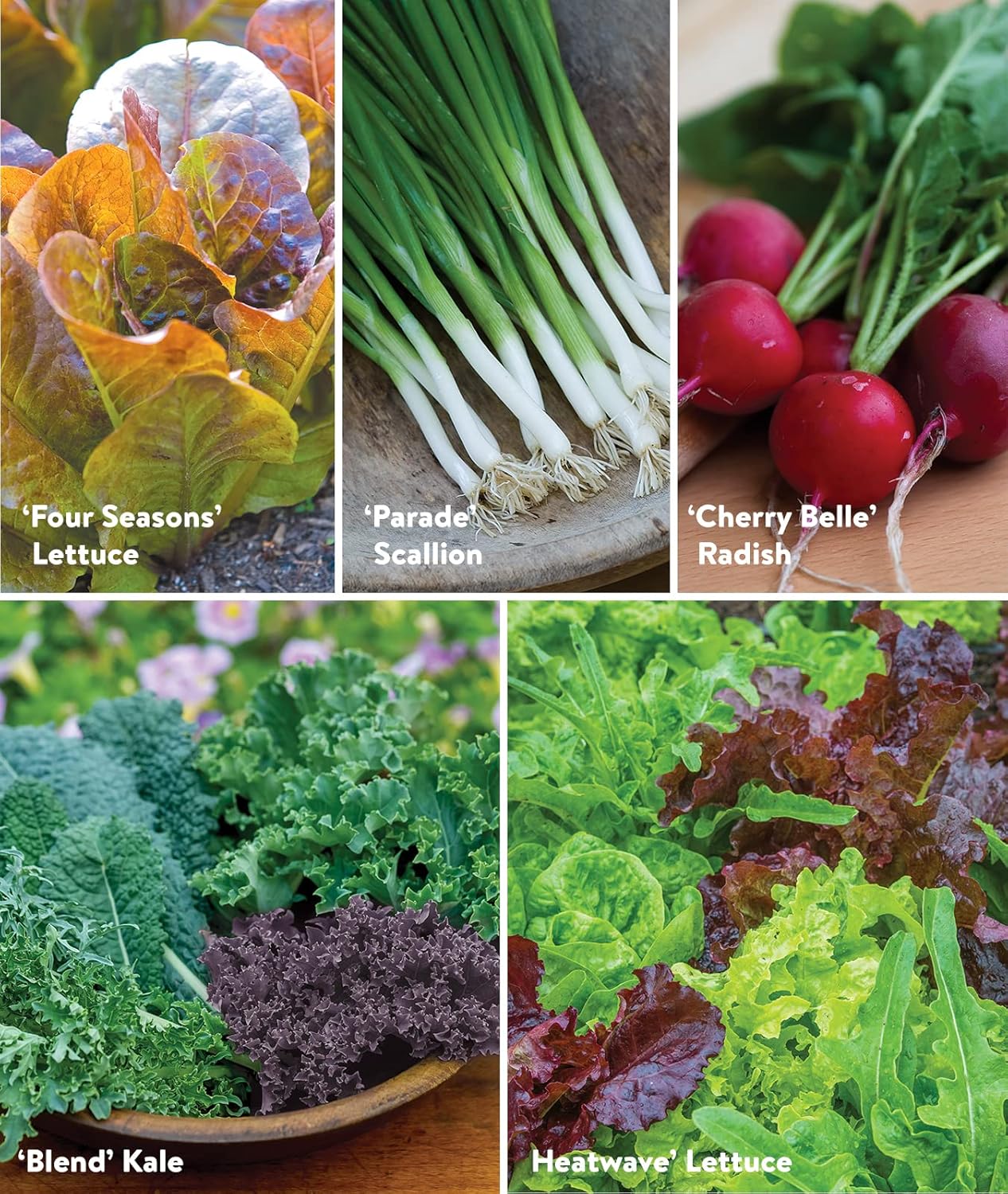 Burpee Salad Garden Collection