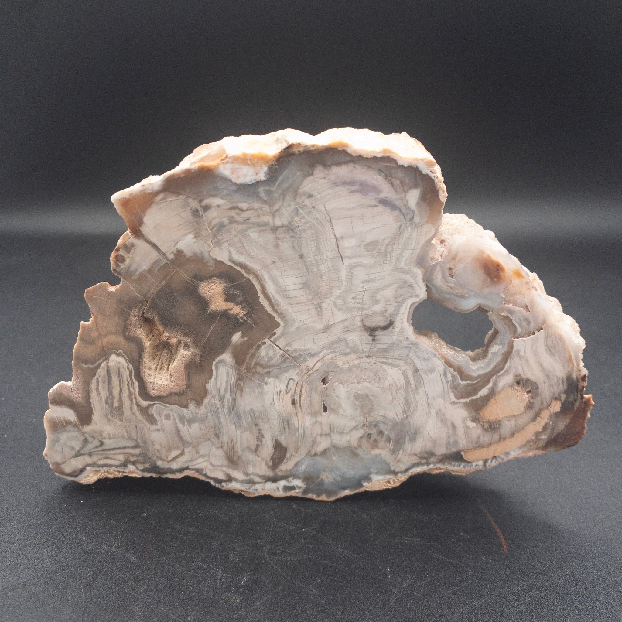 Striking Natural Petrified Wood