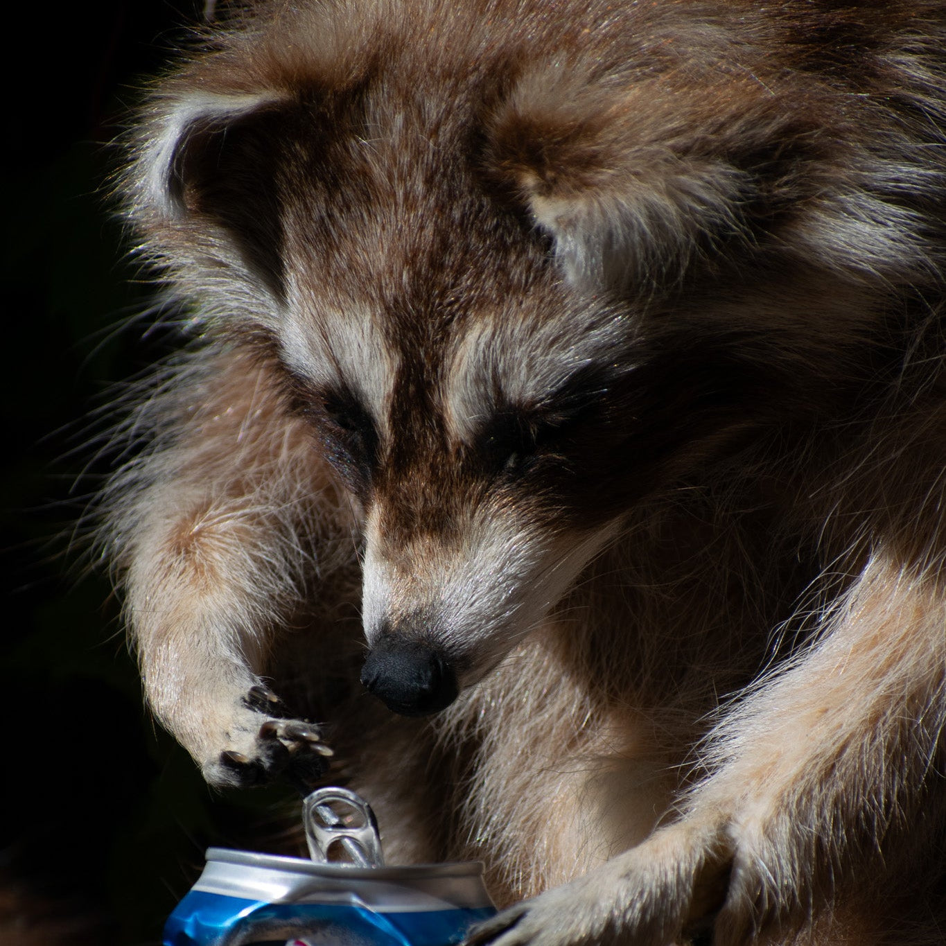 Taxidermized Racoon with a Miller Lite Beer Can Trophy