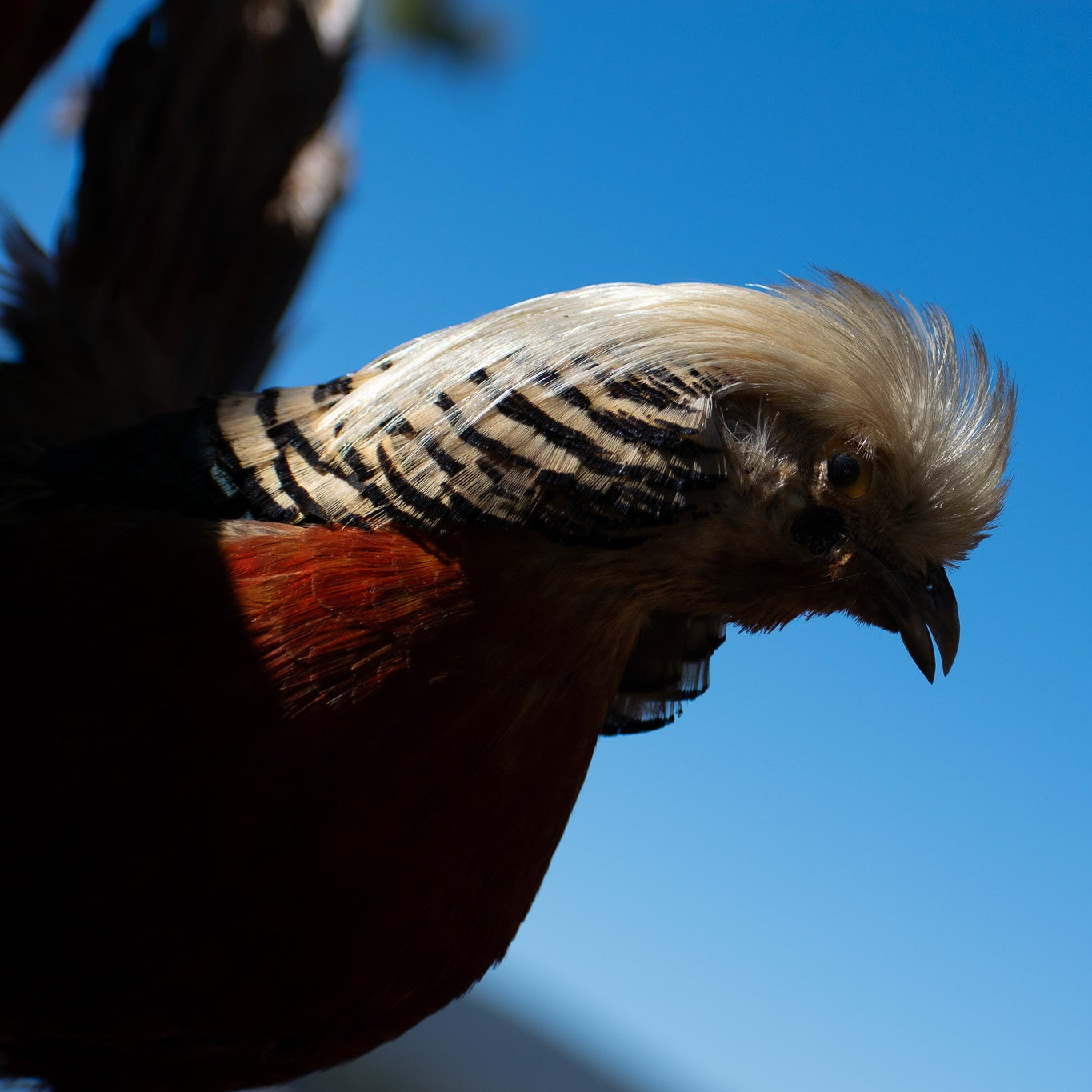 Vintage Red Golden Pheasant Taxidermy Mount with Long Tail Feathers Rustic Lodge Decor