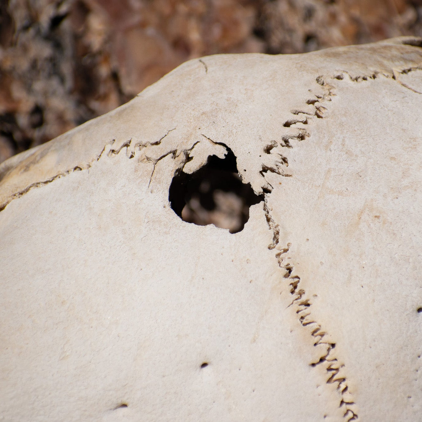 Vintage Real Steer Skull with Horns