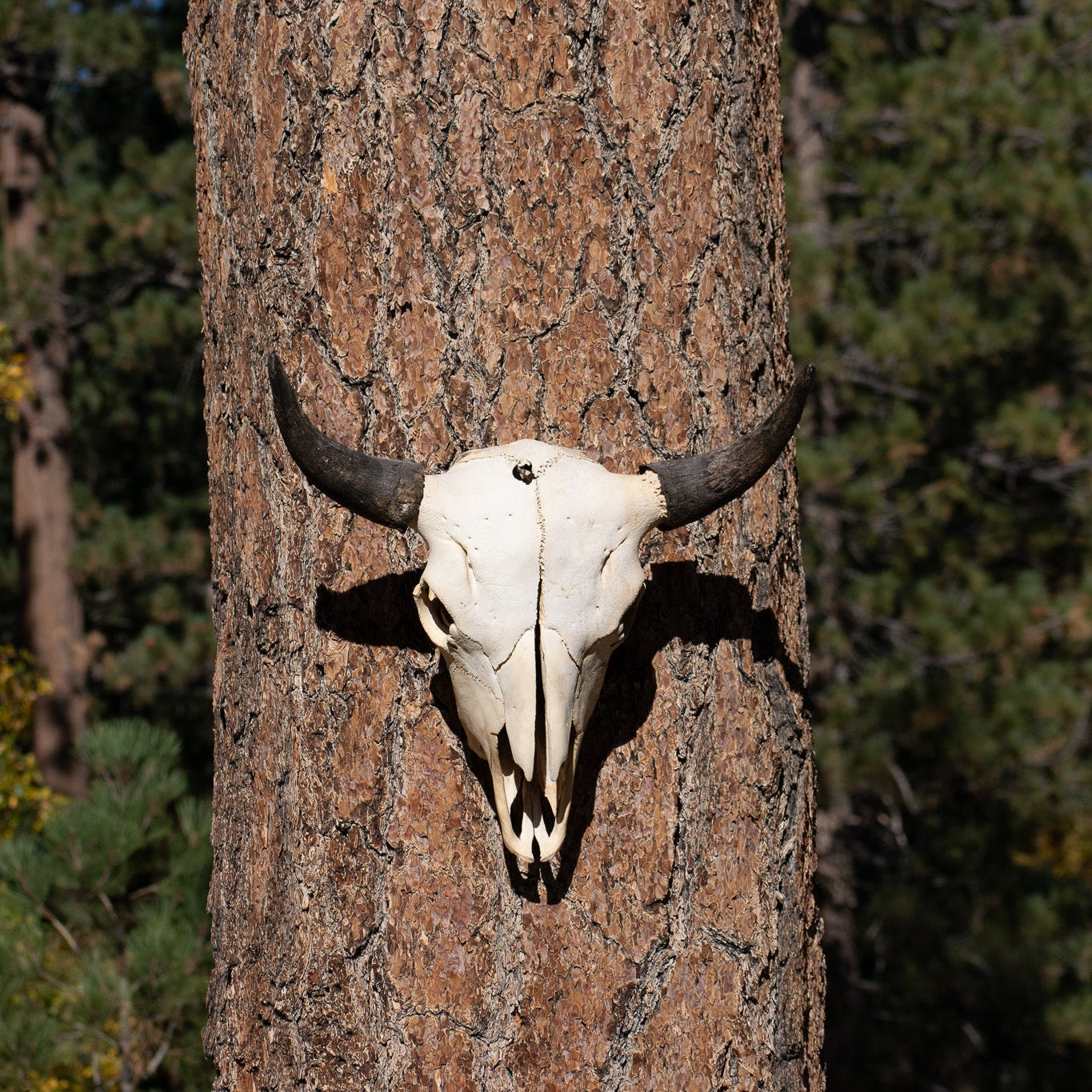 Steer Skull with Horns