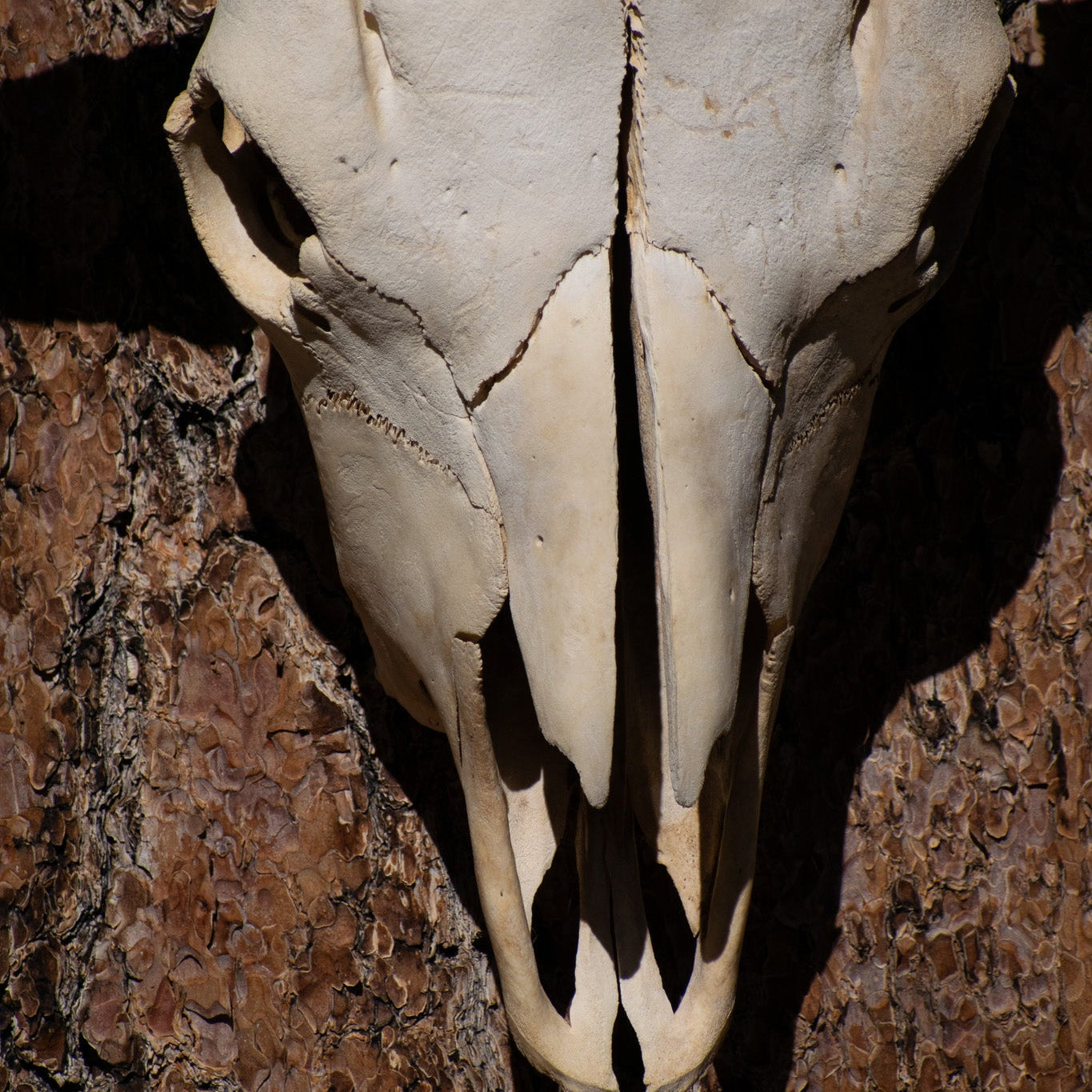 Vintage Real Steer Skull with Horns