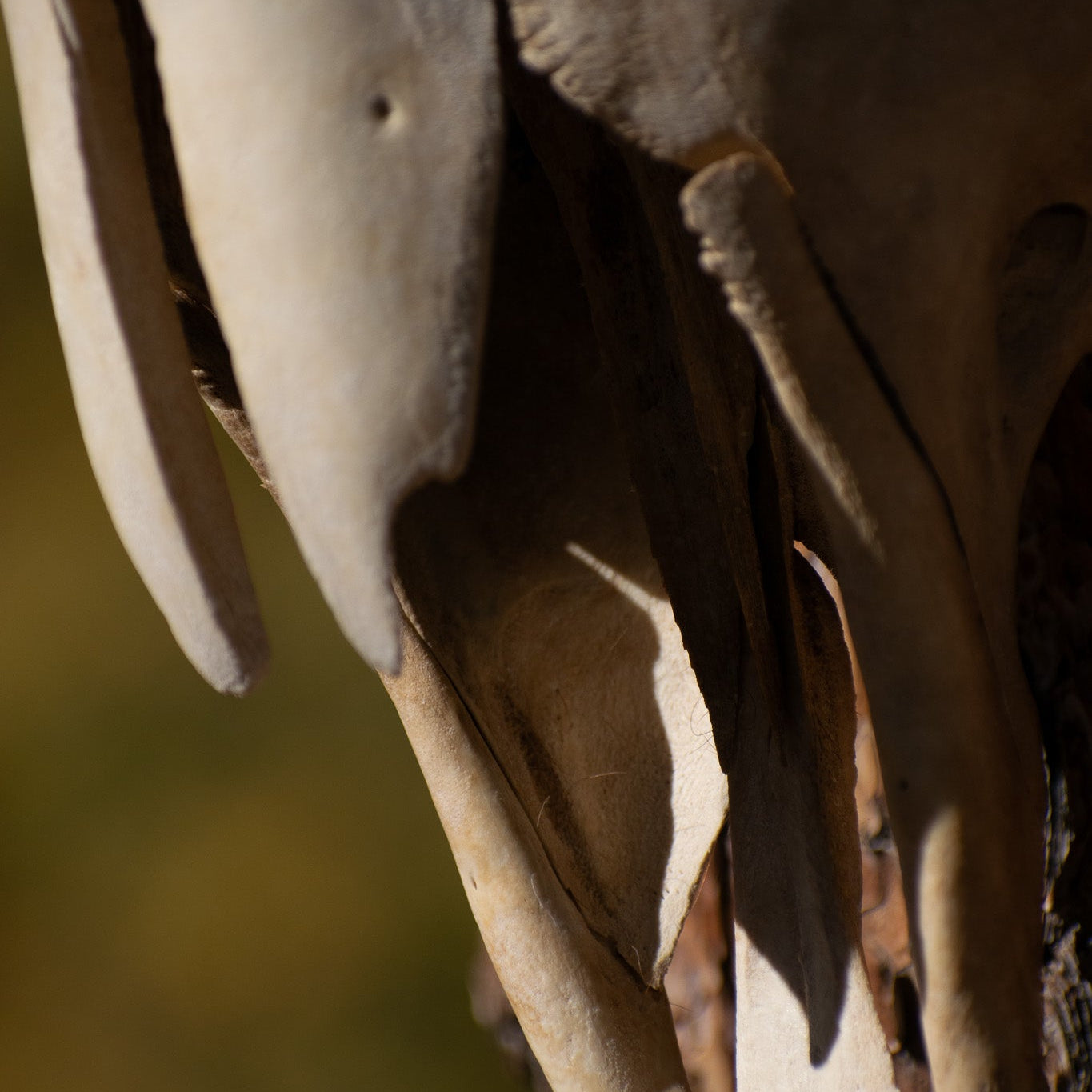 Vintage Real Steer Skull with Horns
