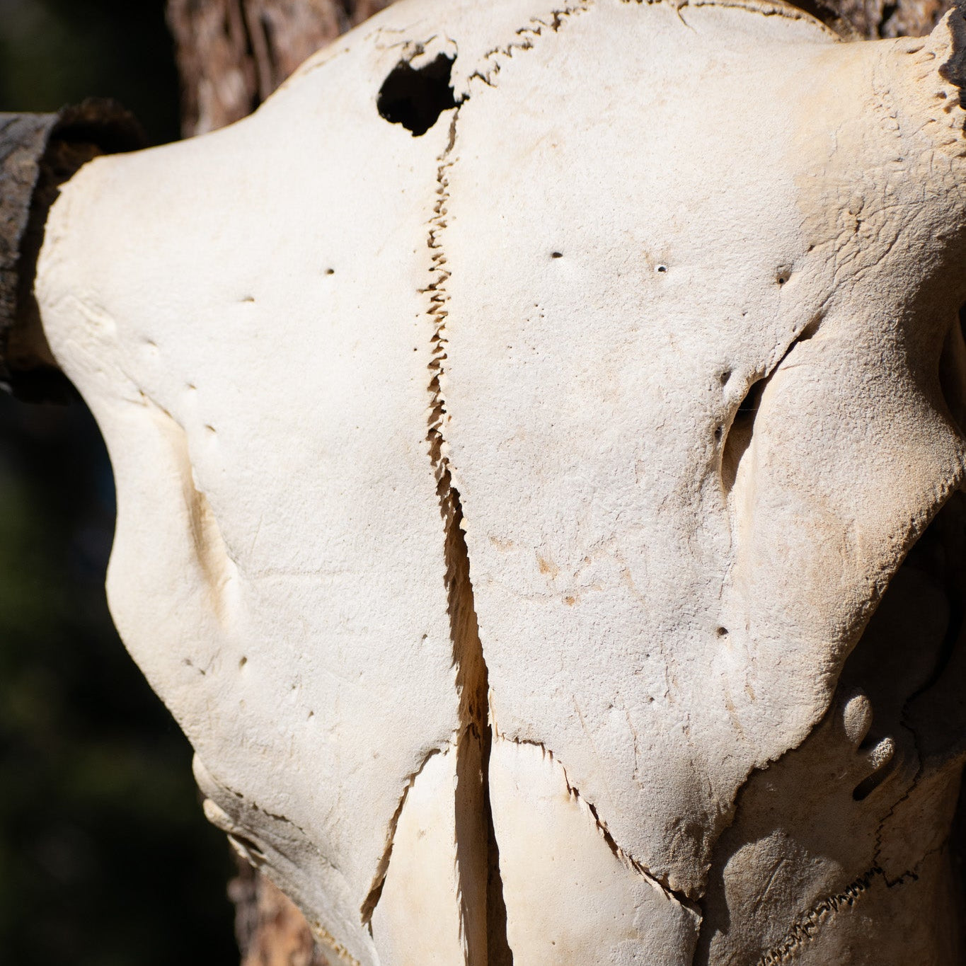 Vintage Real Steer Skull with Horns