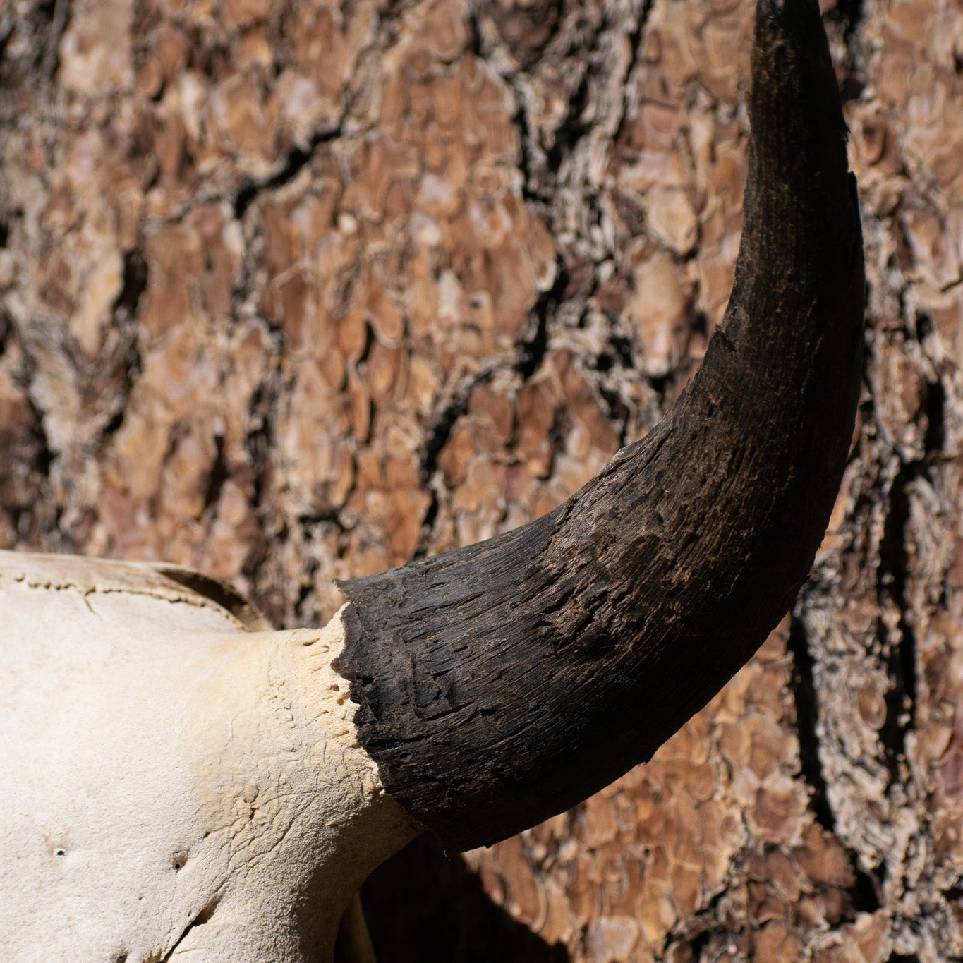 Vintage Real Steer Skull with Horns
