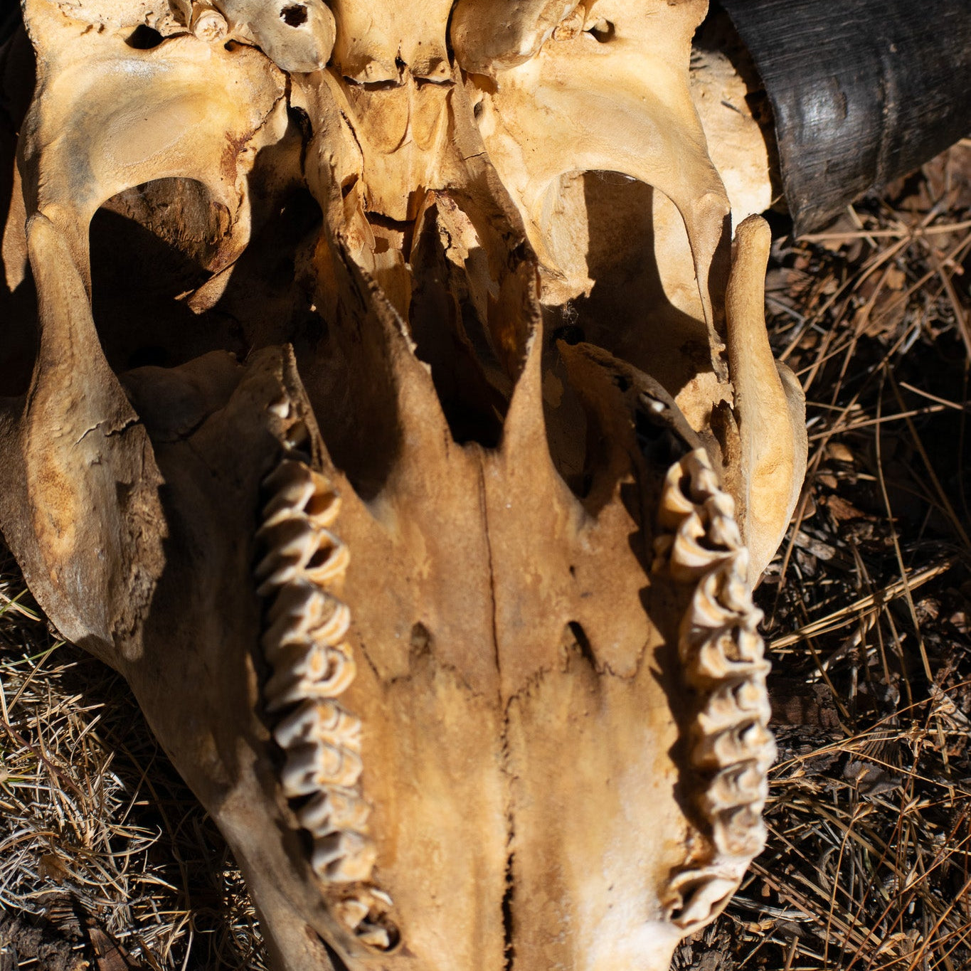 Vintage Real Steer Skull with Horns
