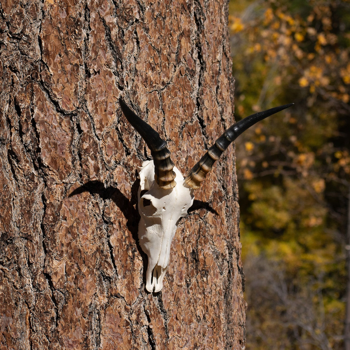 Skull and Horns