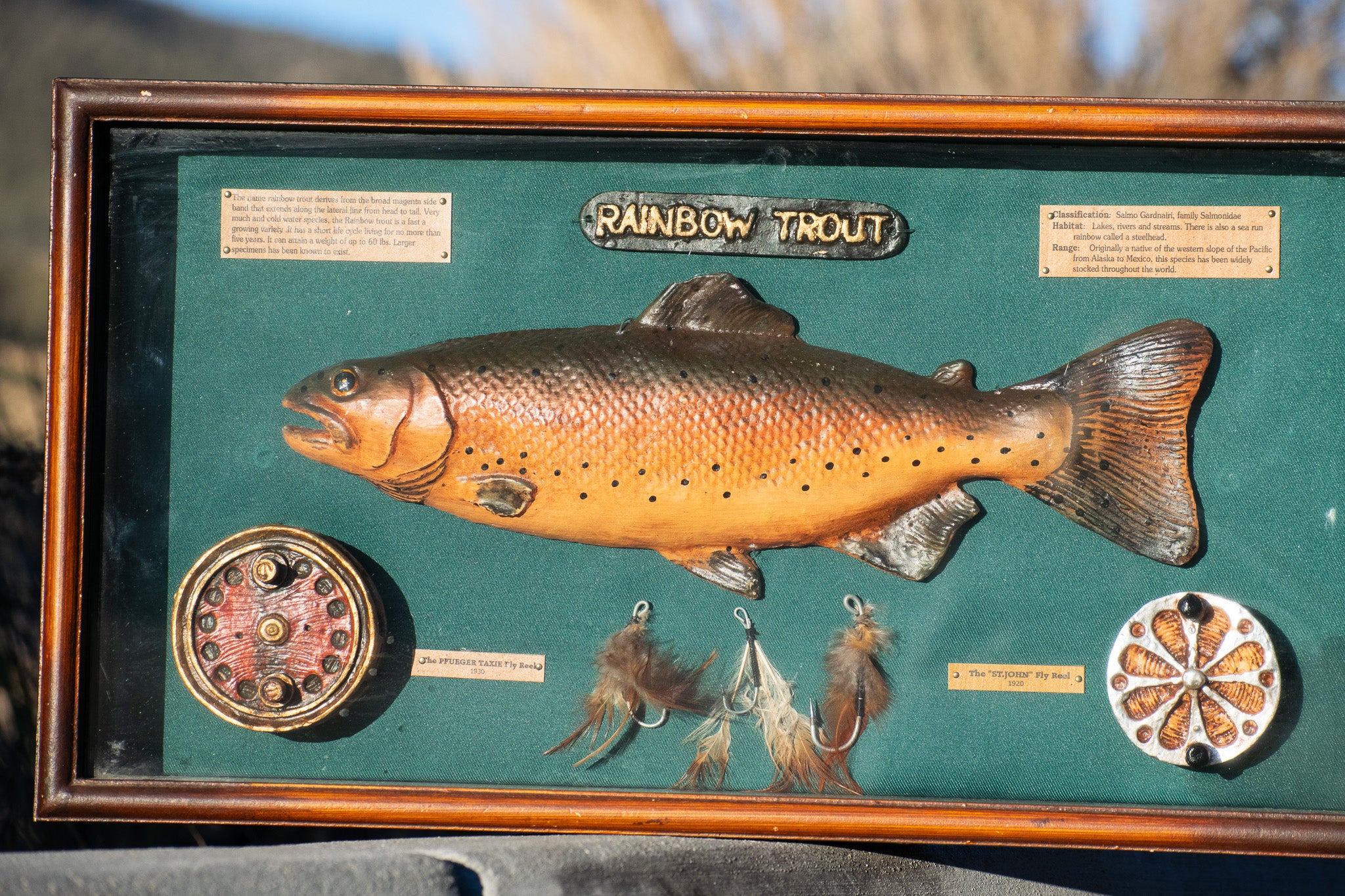 Framed Rainbow Trout fishing shadow box featuring a realistic trout sculpture, vintage-style fishing reels, fly lures, and educational species plaques in a rustic wood display case measuring 20 x 11 inches.