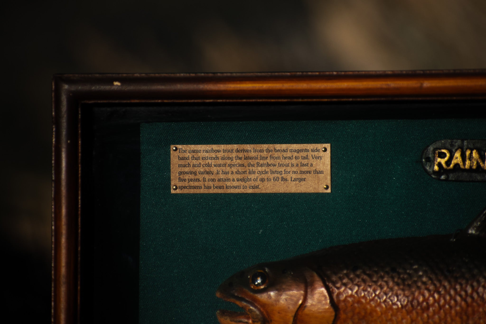 Rainbow Trout Fishing Shadow Box Display with Vintage Reels, Fly Lures & Educational Species Plaques – 20" x 11"