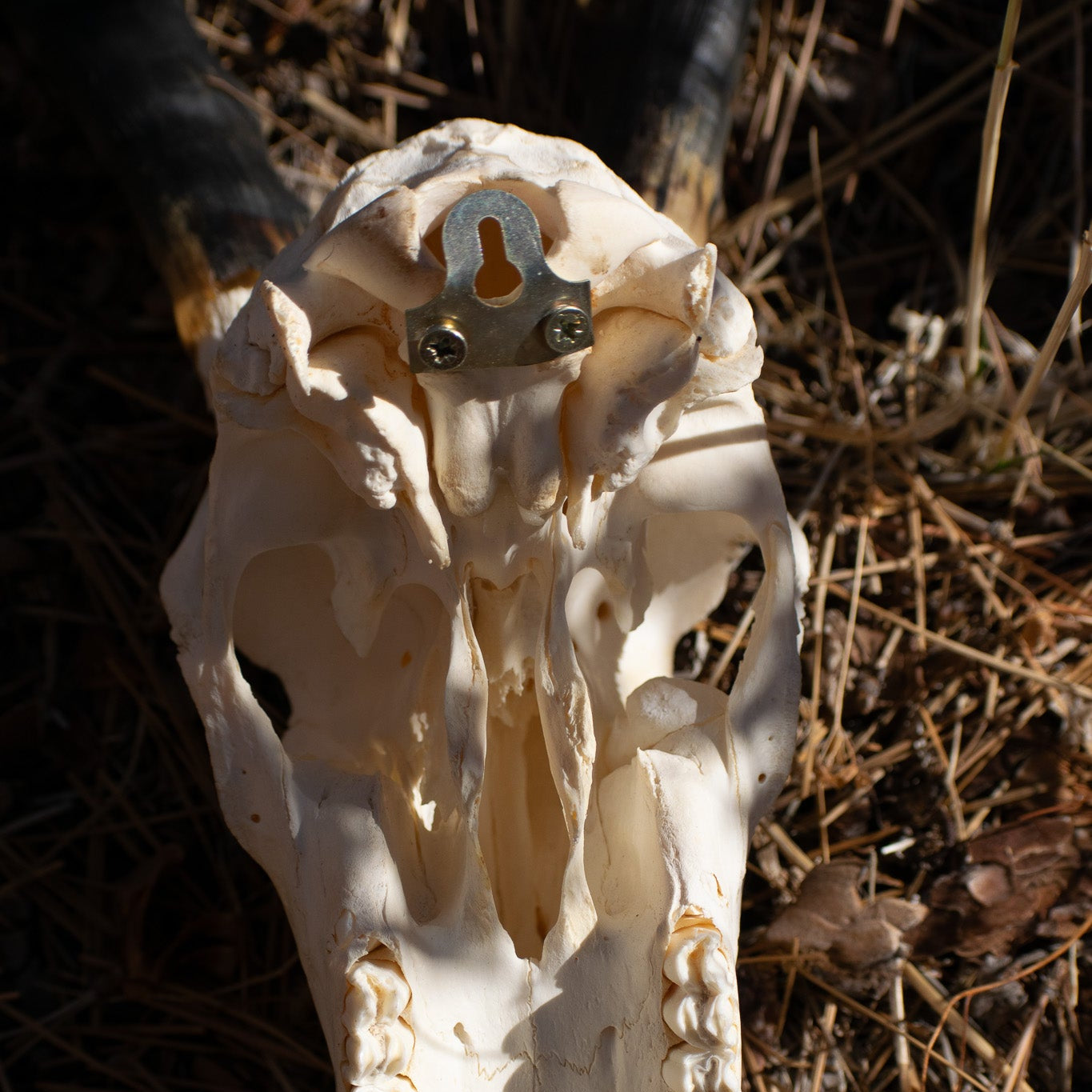 Vintage Blesbok Antelope Taxidermy Skull and Horns