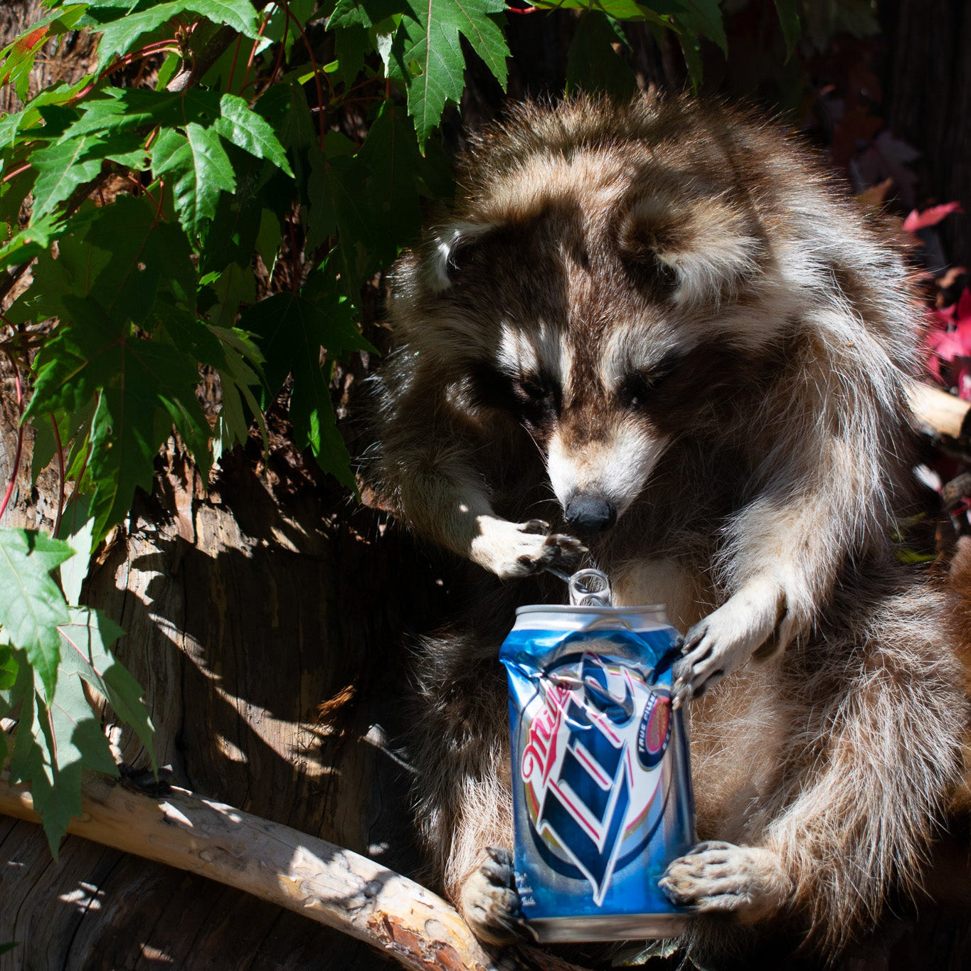 Taxidermized Racoon with a Miller Lite Beer Can Trophy