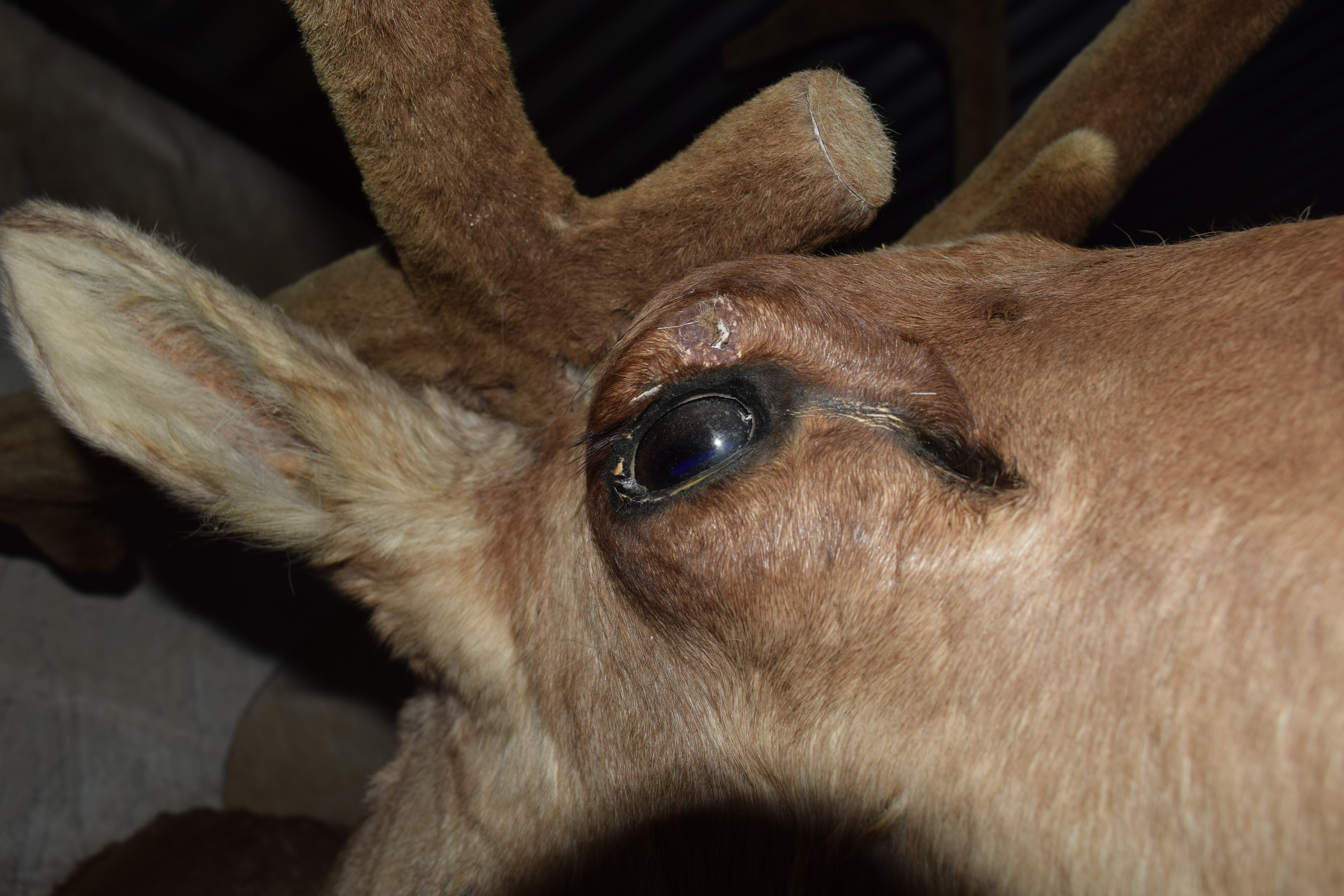 Vintage Caribou Taxidermy Shoulder Mount Large  Wall Decor