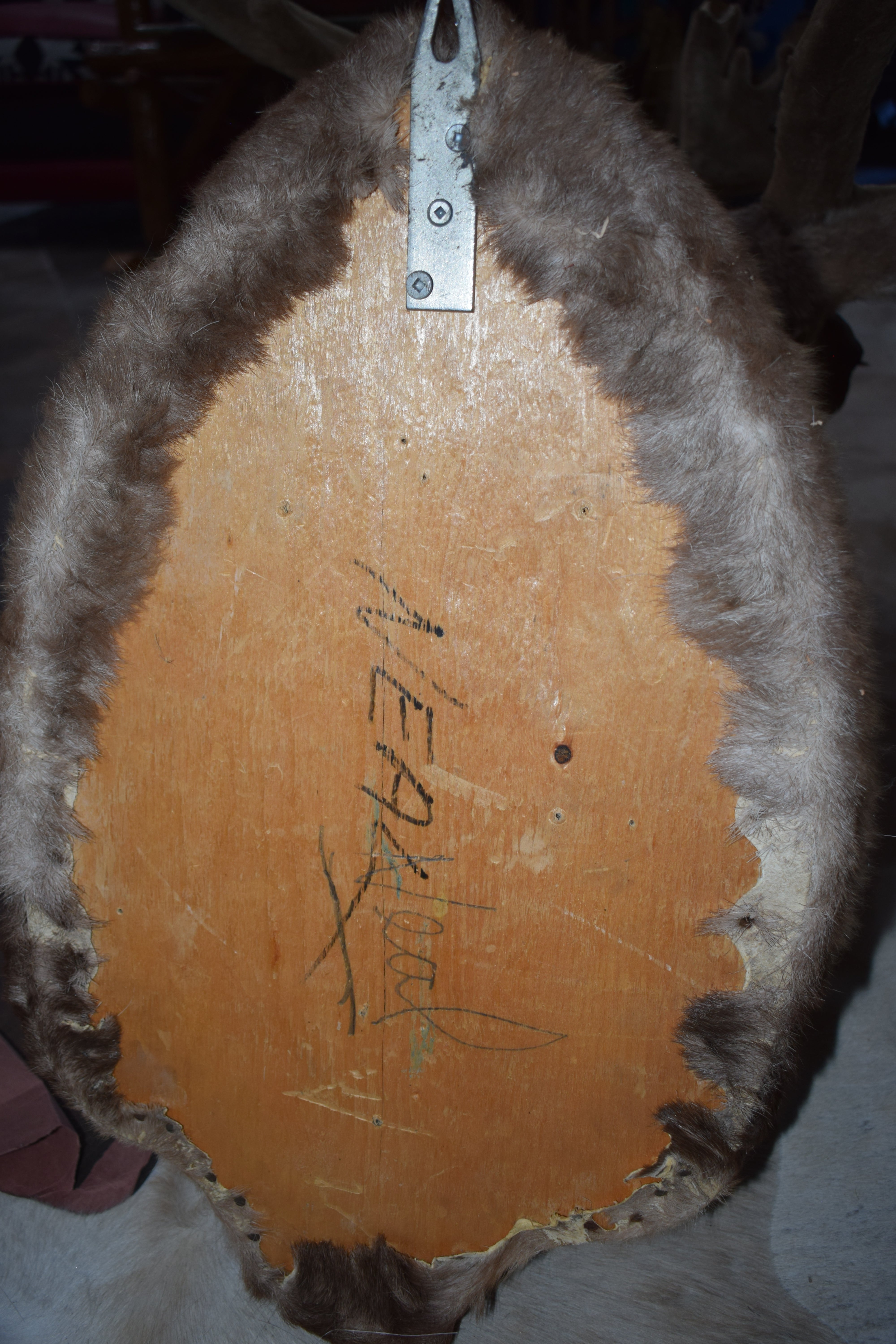 Vintage Caribou Taxidermy Shoulder Mount Large  Wall Decor