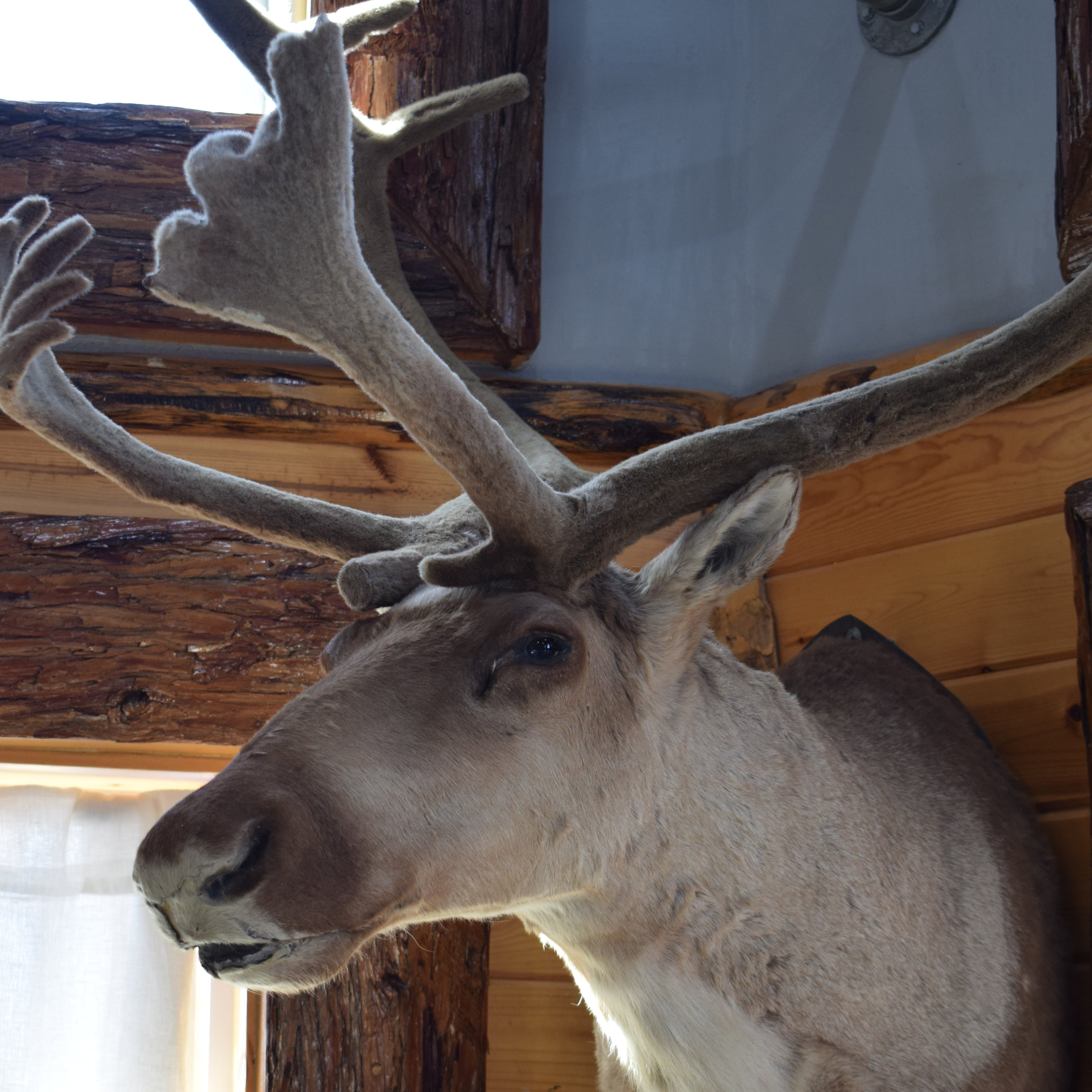 Vintage Caribou Taxidermy Shoulder Mount Large  Wall Decor