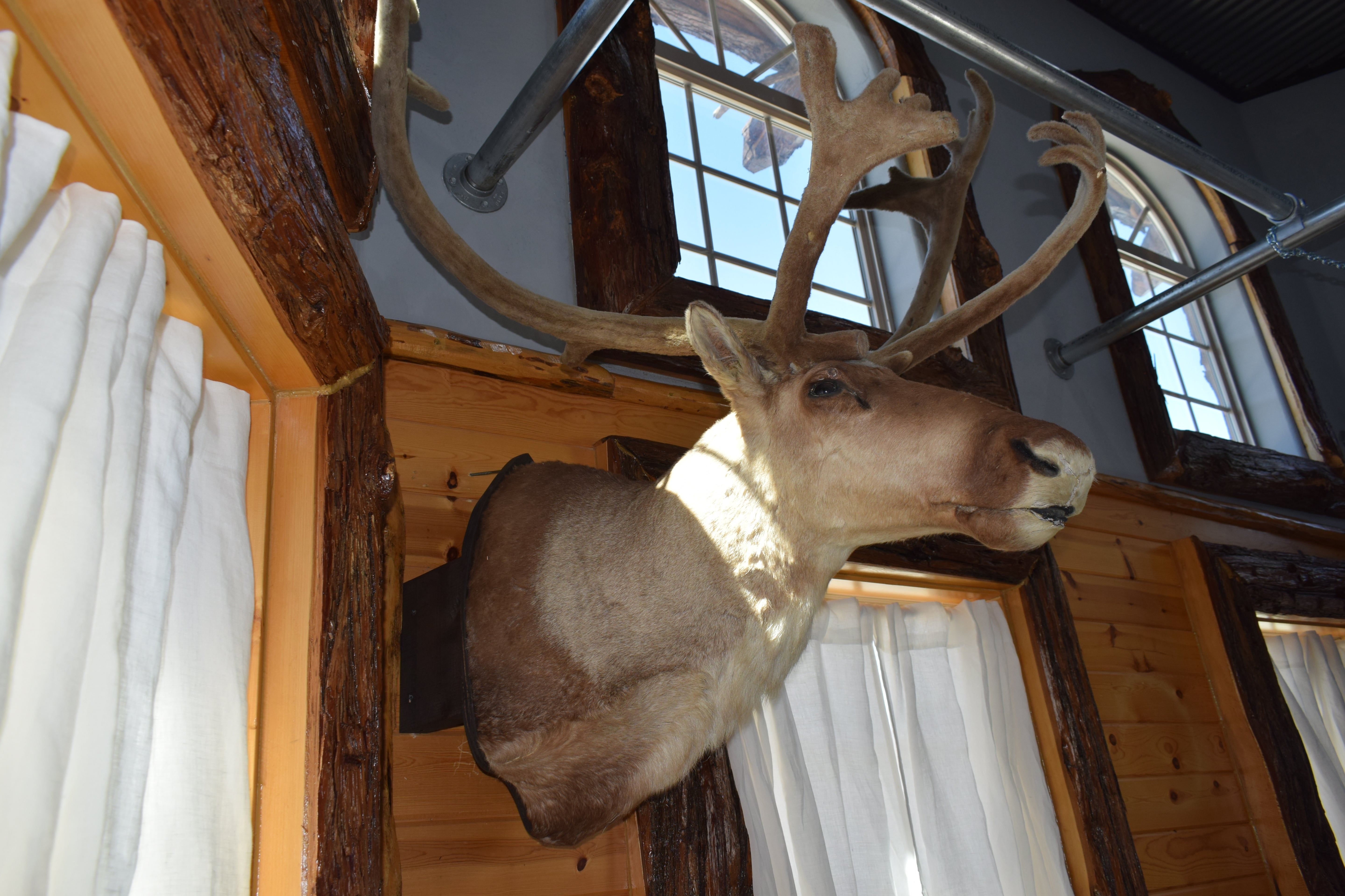 Vintage Caribou Taxidermy Shoulder Mount Large  Wall Decor