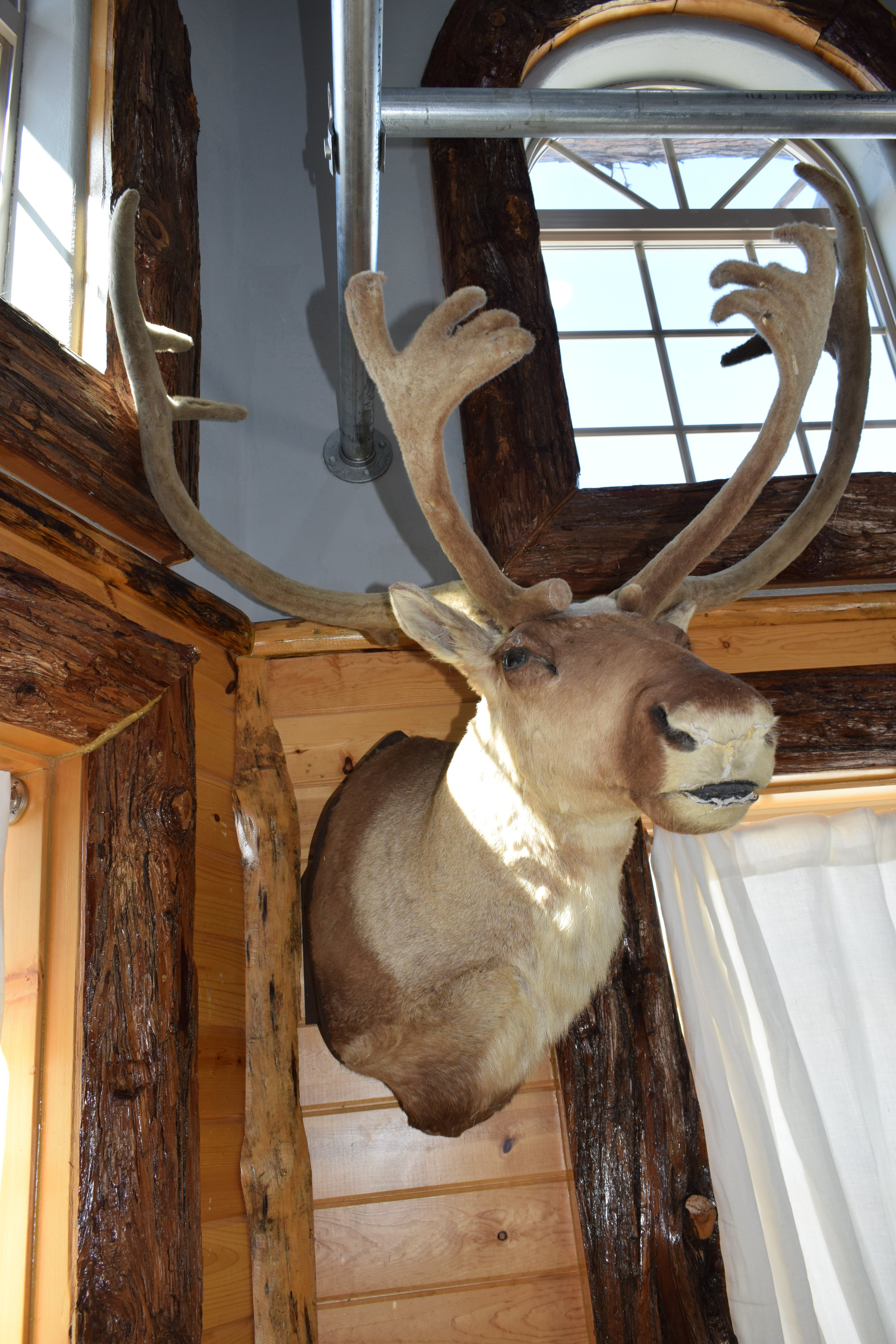Vintage Caribou Taxidermy Shoulder Mount Large  Wall Decor