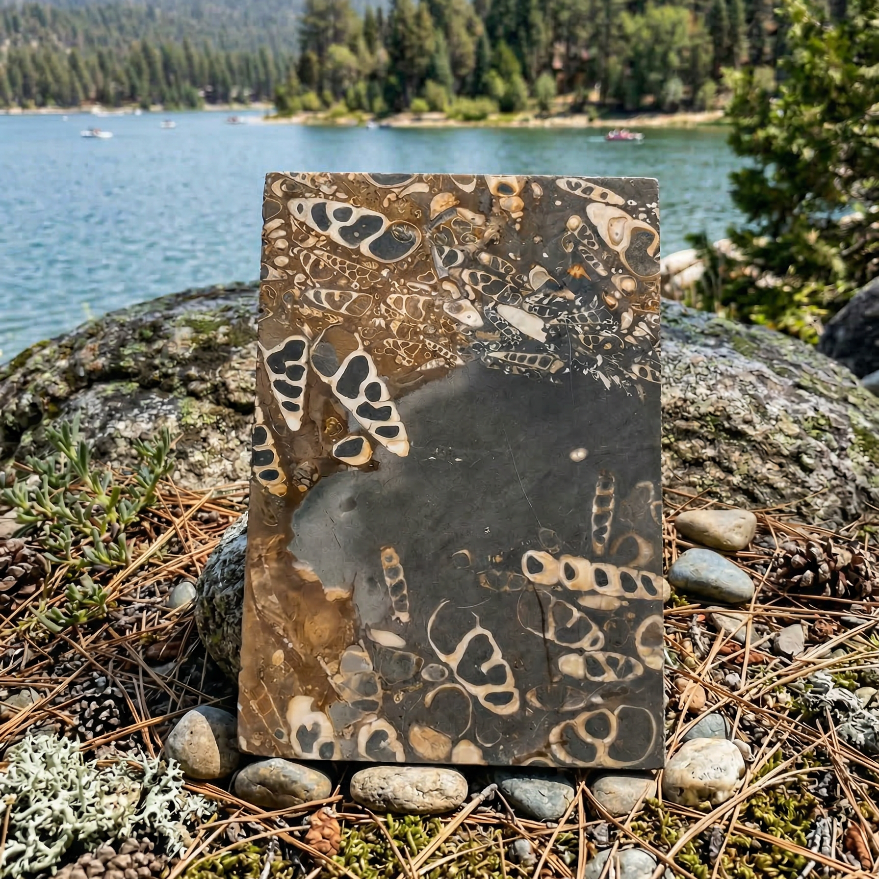 Large Elimia Tenera Agate Slab