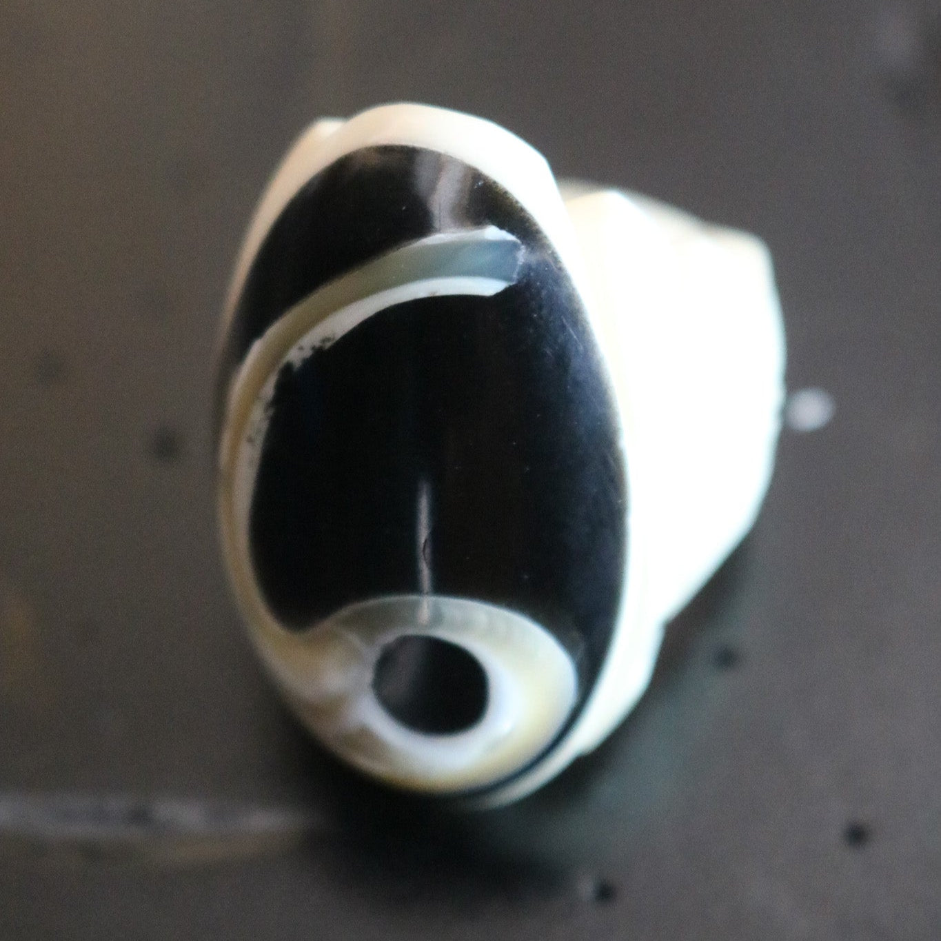 Hand-Crafted Bone Ring with Inlayed Black Onyx and Mother of Pearl Ring Size 7