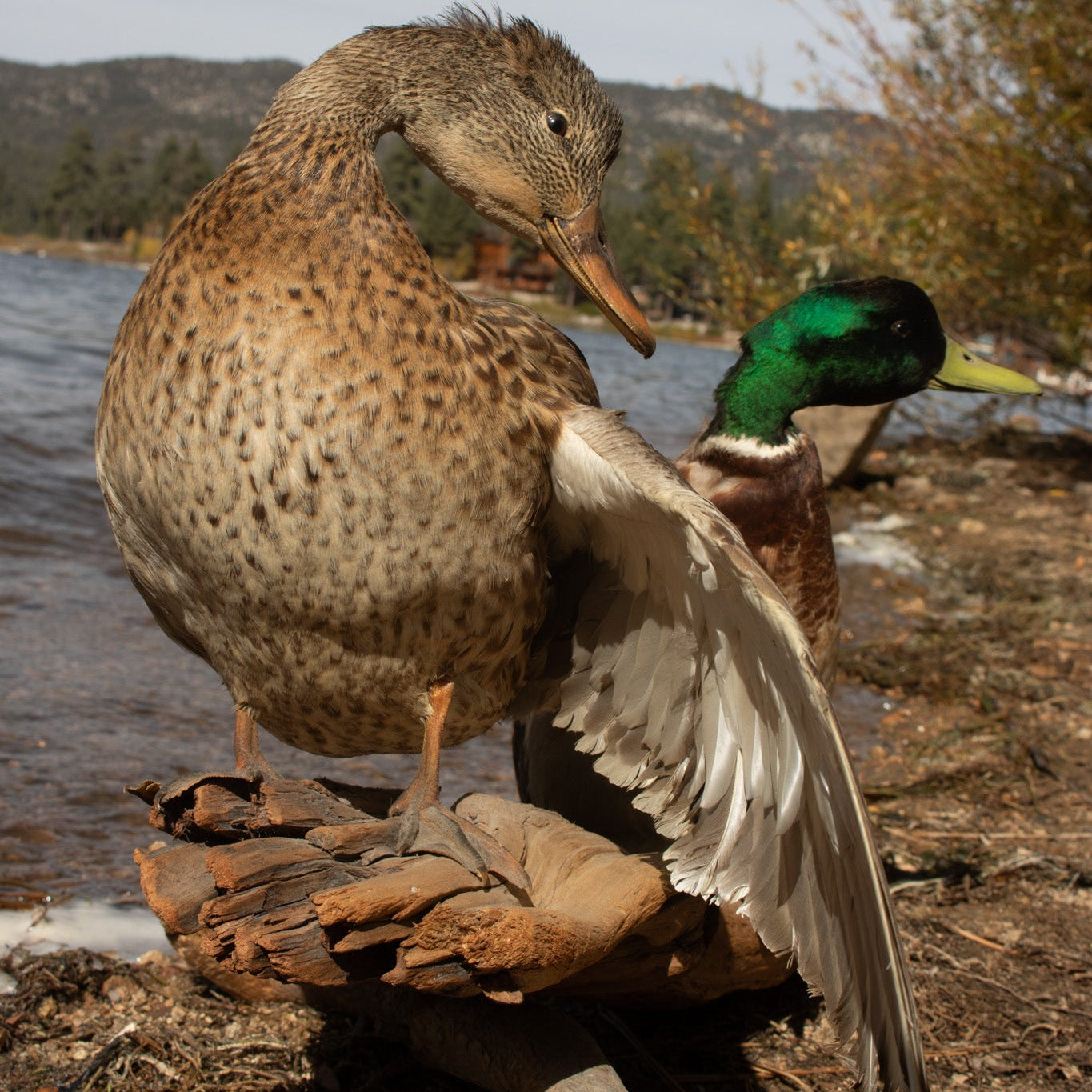 Vintage Millard Drake and Hen Duck Taxidermy Mount 
