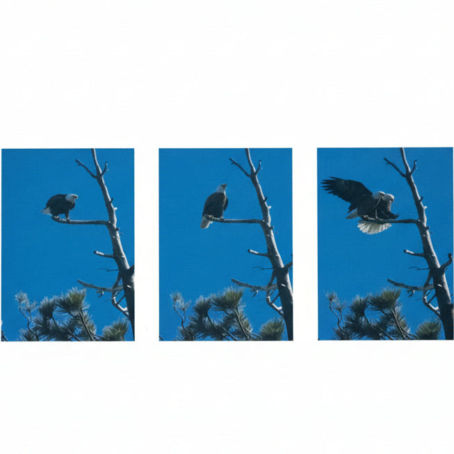 Framed American Bald Eagle Print by Robert R. Fletcher – Panoramic Wildlife Wall Art Rustic Wood Frame